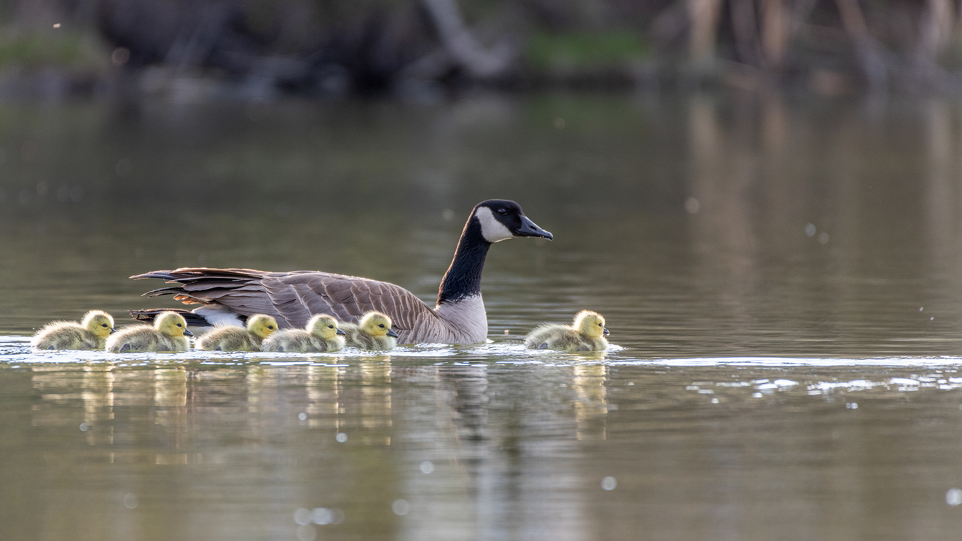 Canada Goose (female) with goslings at Bridlewood Wetlands Park, Calgary, Alberta
