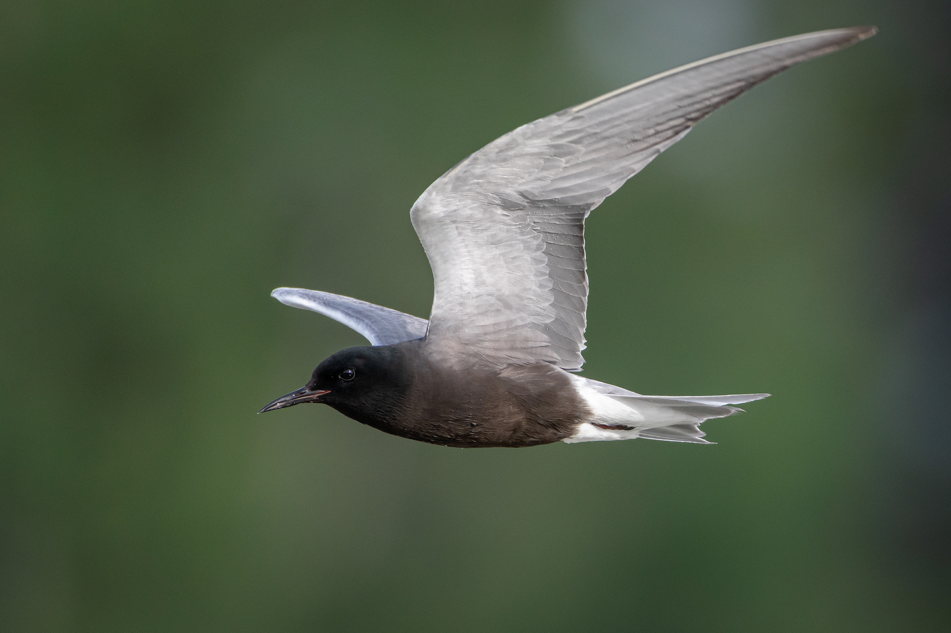 Black Tern (in flight), Marshall Springs ponds, Fish Creek Provincial Park, Calgary, AB