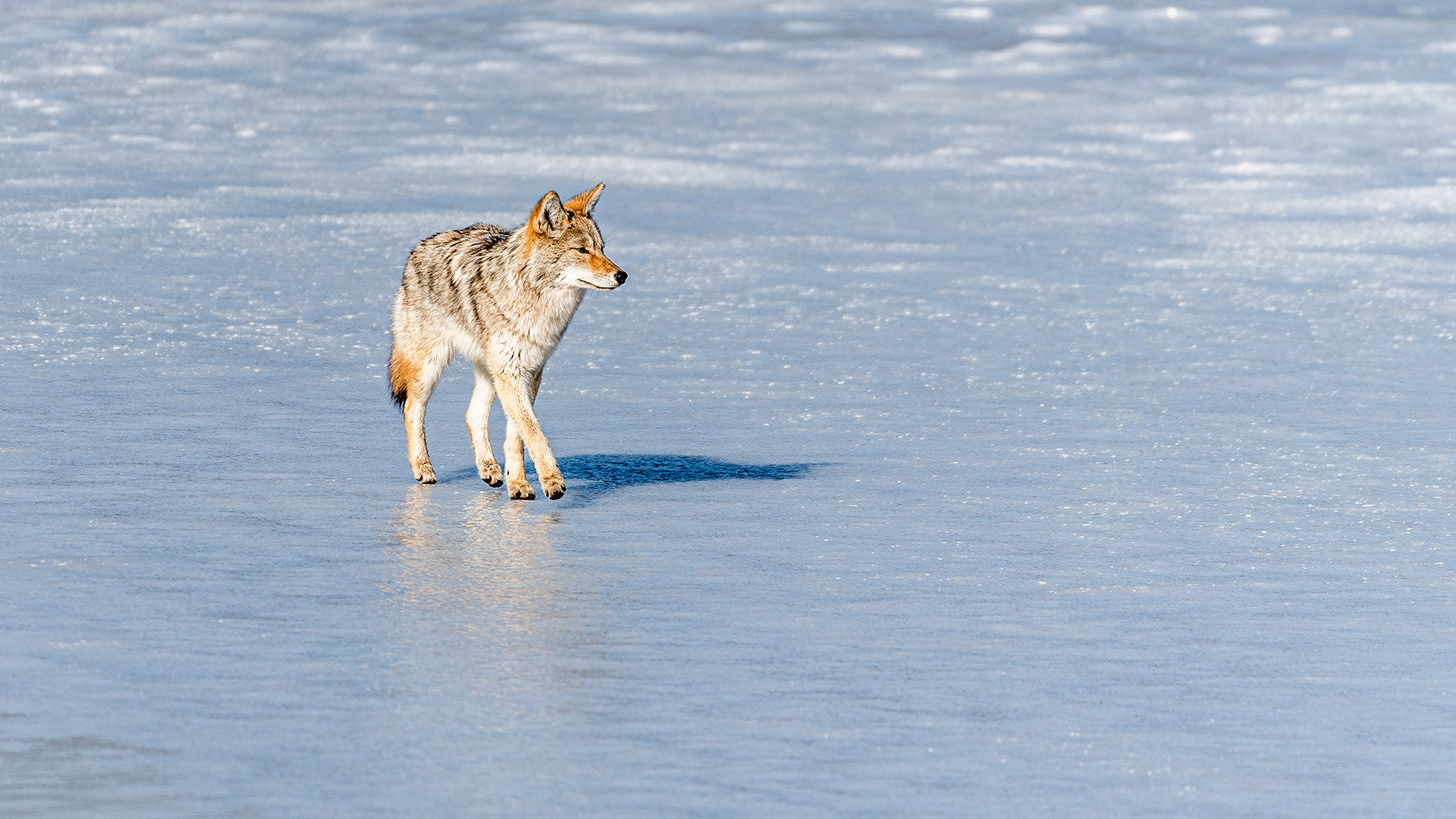 Coyote at Marshall Springs, Fish Creek Prov. Park, Calgary, AB
