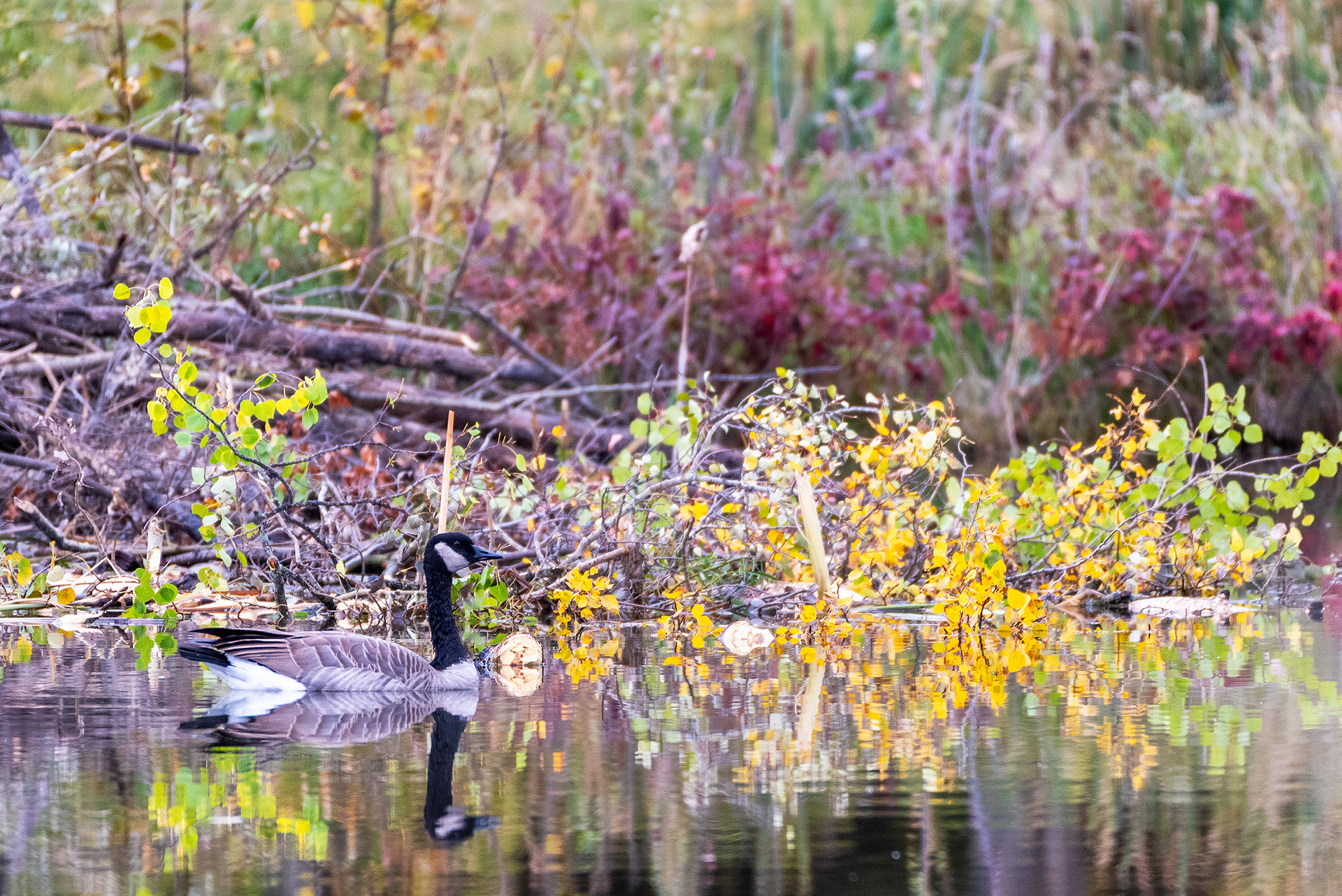 Canada Goose at the Marshall Springs ponds in Fish Creek Provincial Park
