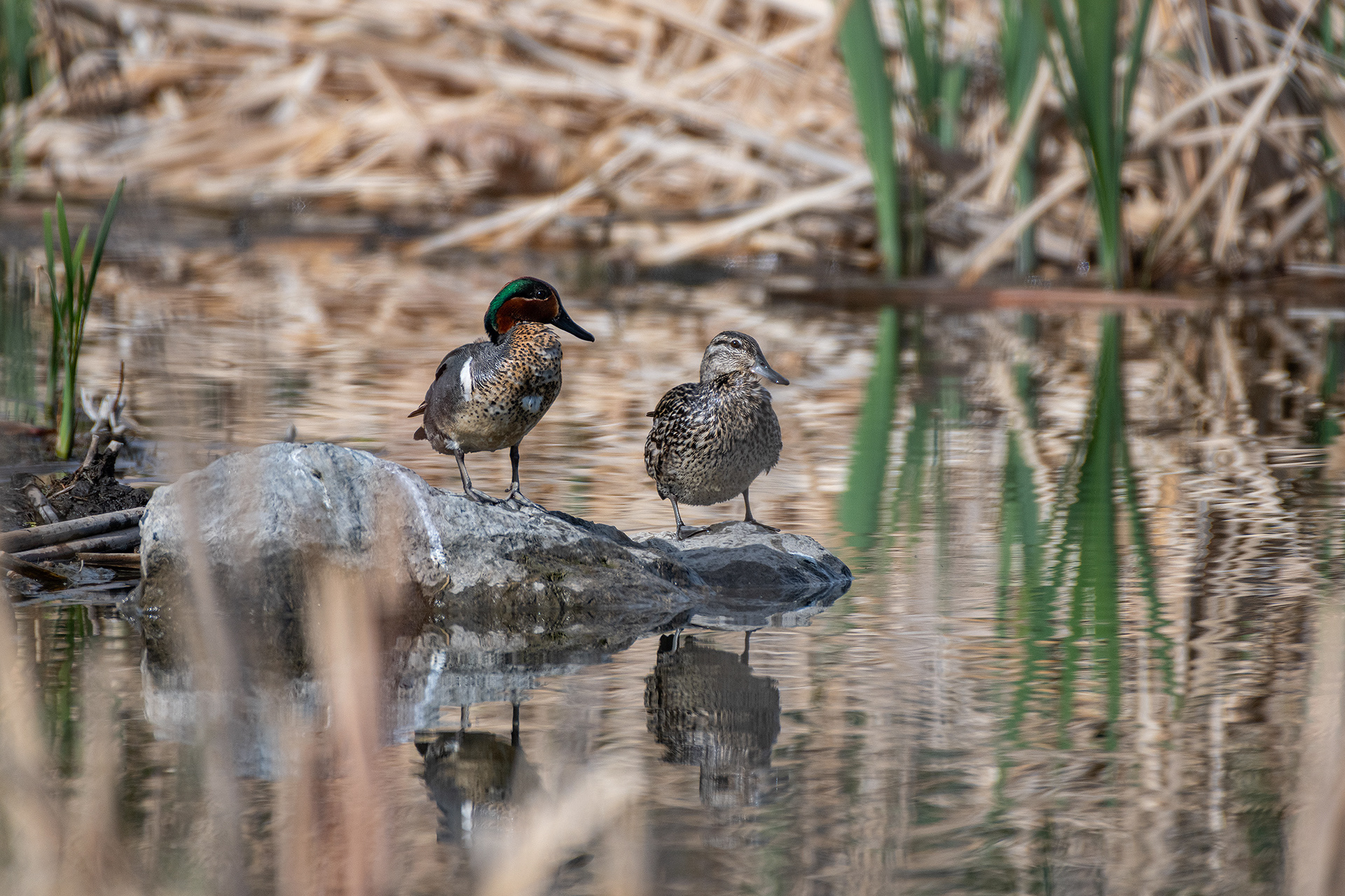 Green-winged Teal pair (male left, female right), Marshall Springs, Fish Creek Provincial Park, Calgary, AB