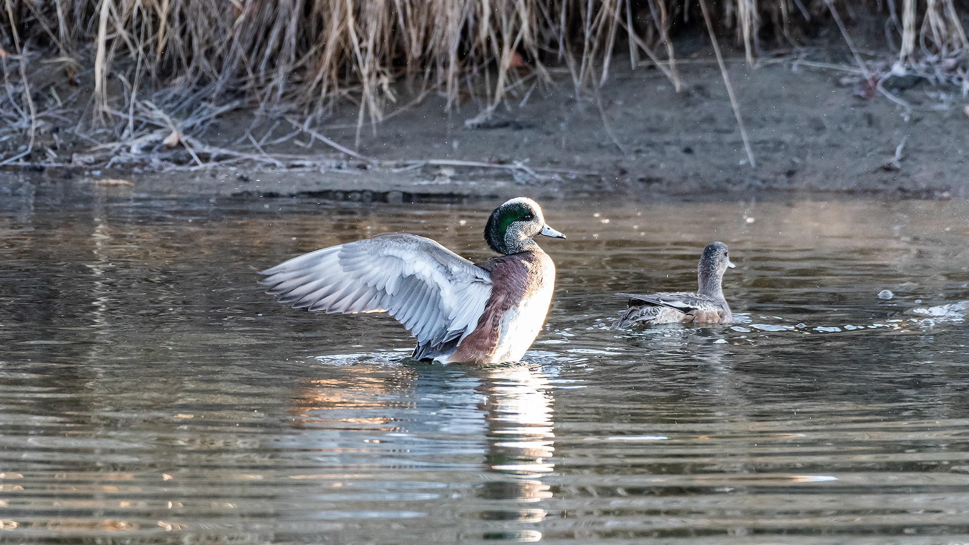 American Wigeon (male center) pair at the Inglewood Bird Sanctuary & Nature Centre, Calgary, Alberta
