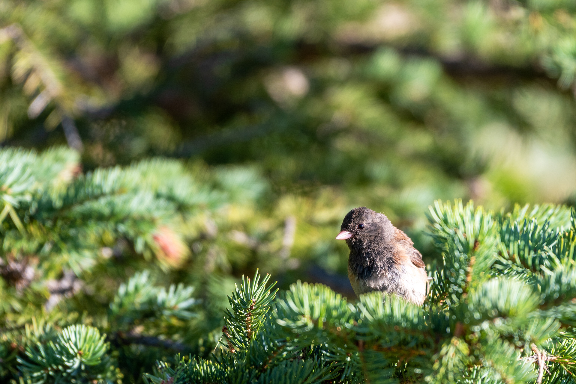 Juvenile bird