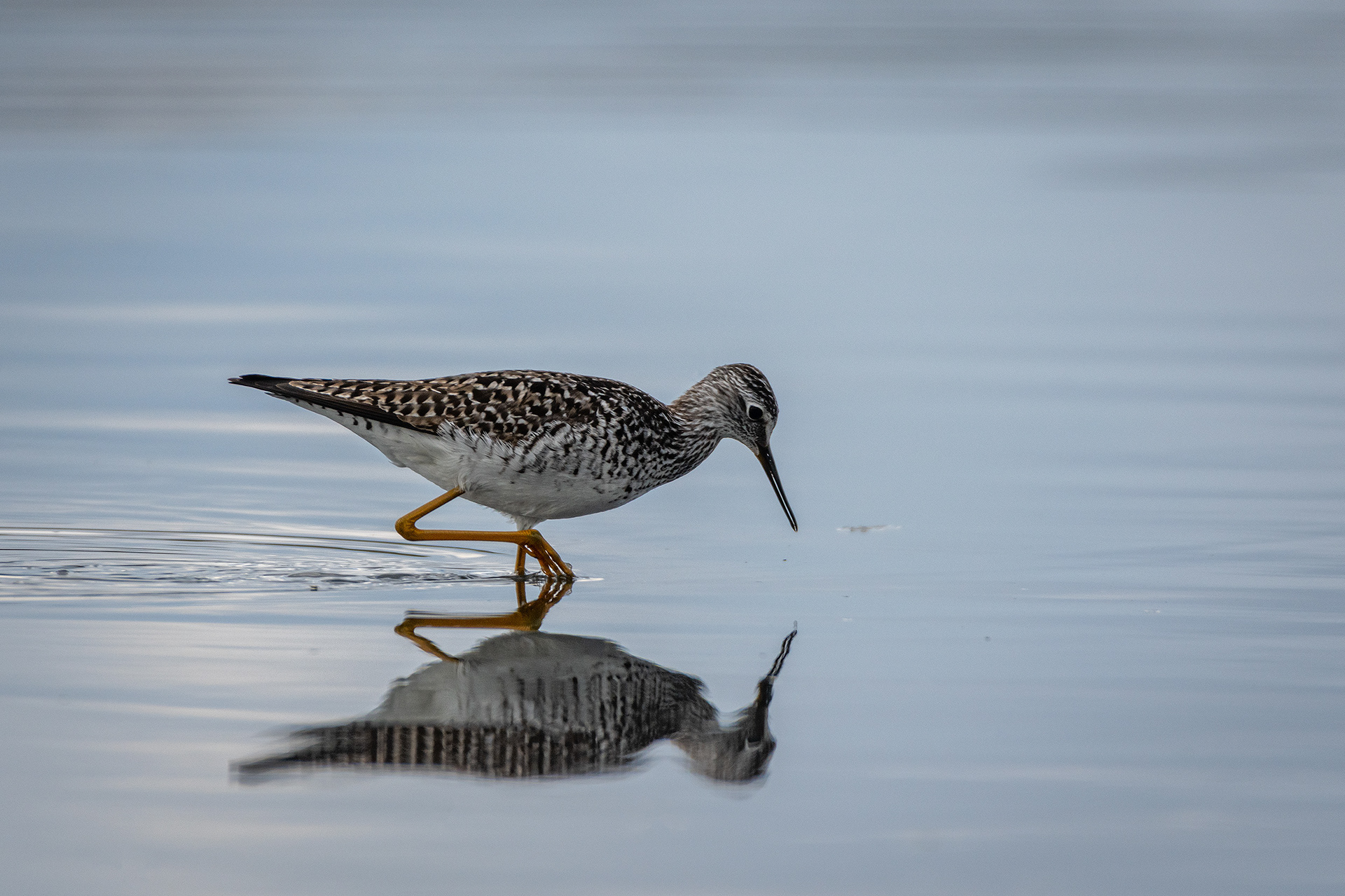 Yellowlegs, Glenmore Reservoir, North Glenmore Park, Calgary, AB