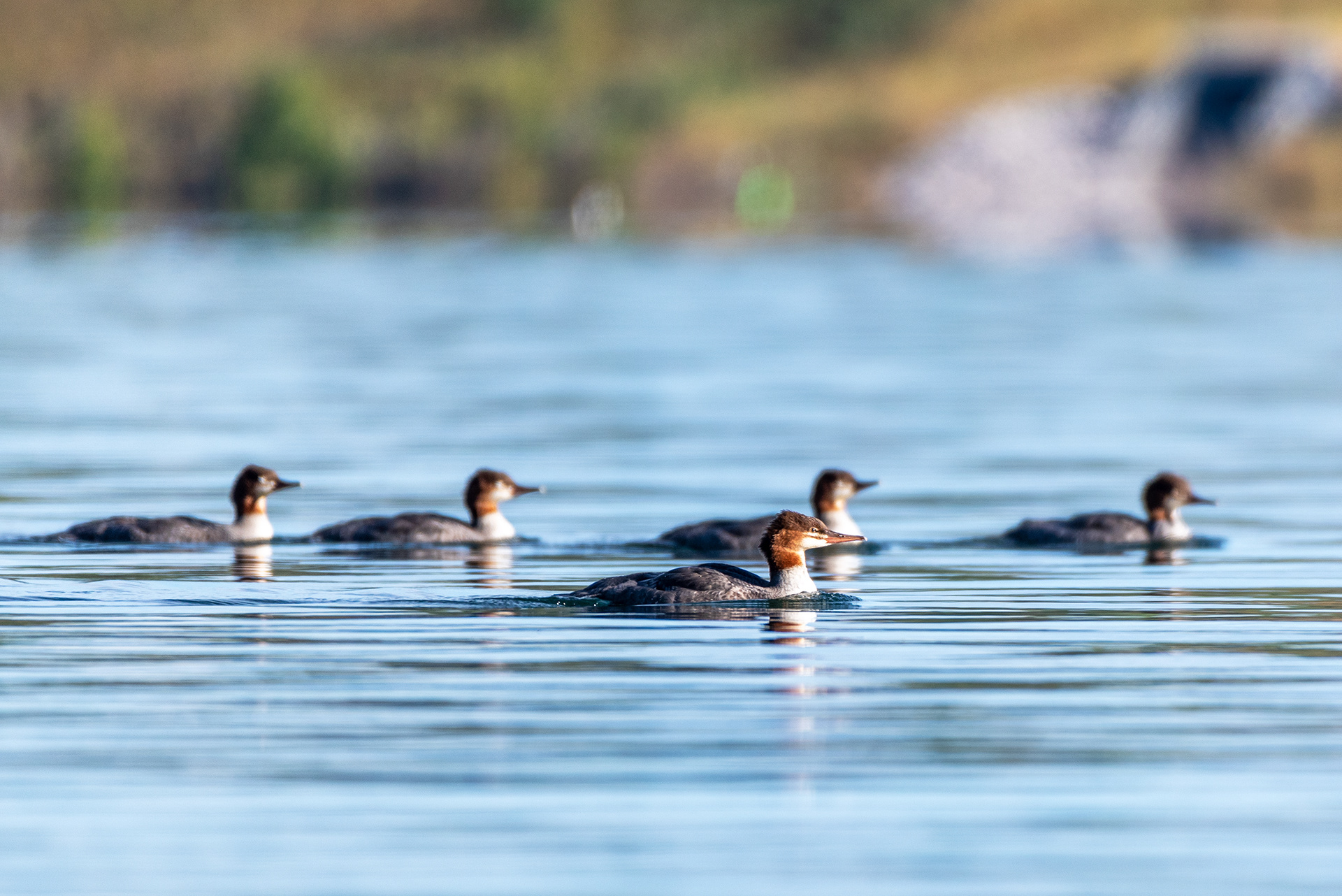 Juvenile Common Mergansers