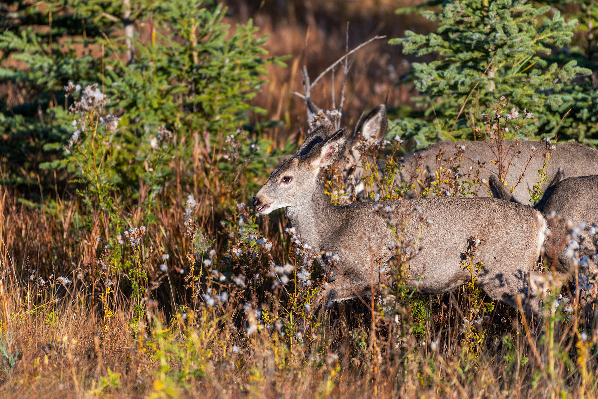 Mule deer at the Marshall Springs ponds in Fish Creek Provincial Park