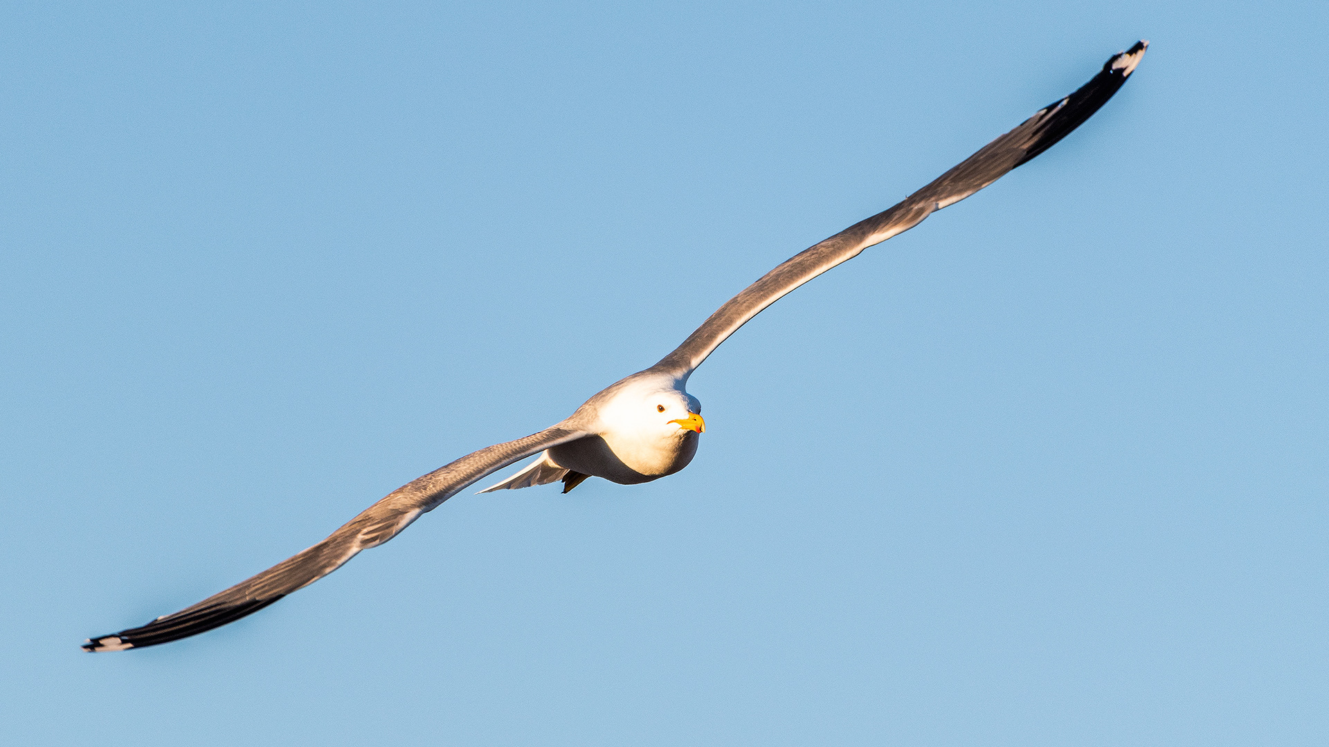 Gull in flight at Frank Lake, Alberta
