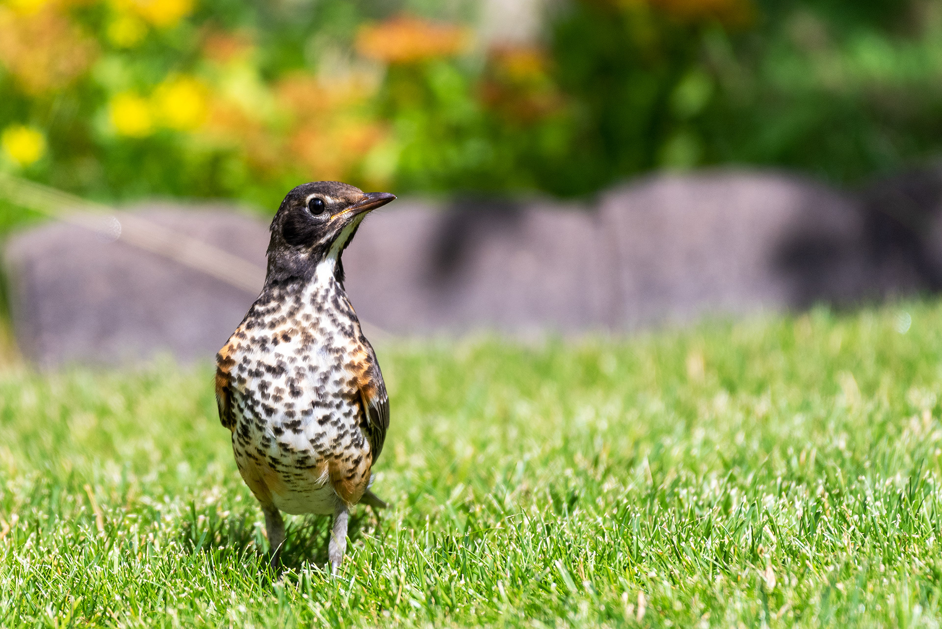 Handsome young American Robin on the lawn