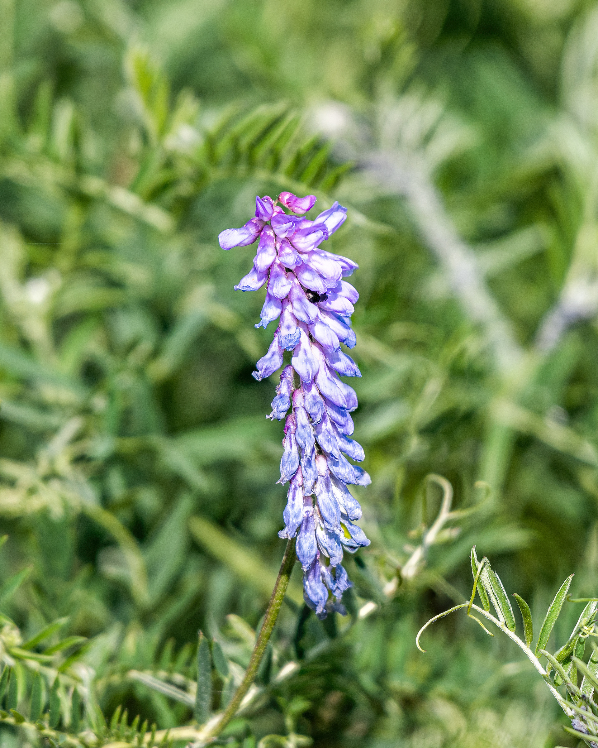 Random flower, Marshall Springs, Fish Creek Prov. Park, Calgary, AB