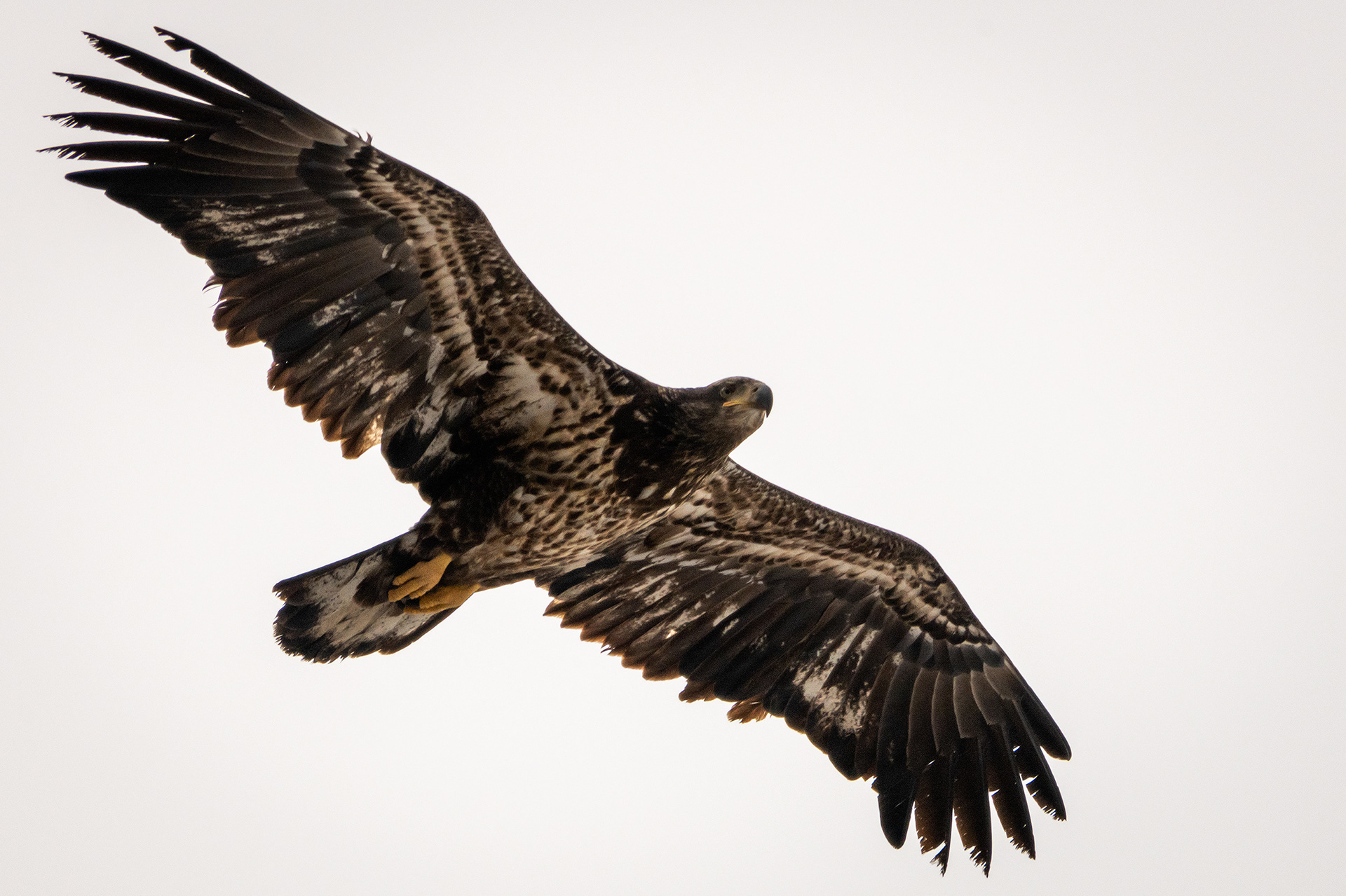 Bald Eagle (immature) in flight - Southview Off Leash Dog Park, Calgary, AB