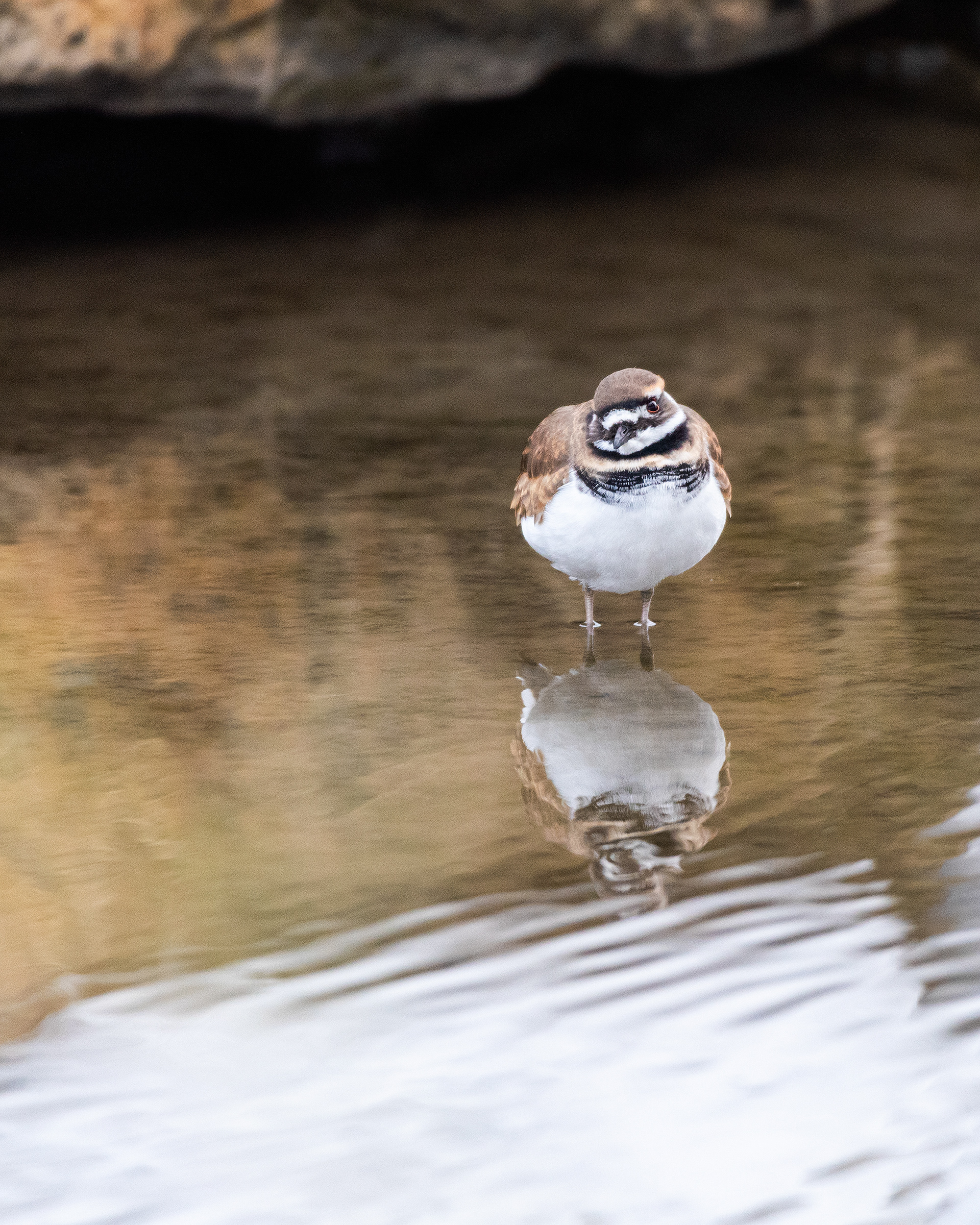 Immature Killdeer (I could be mistaken) near Marshall Springs ponds in Fish Creek Provincial Park
