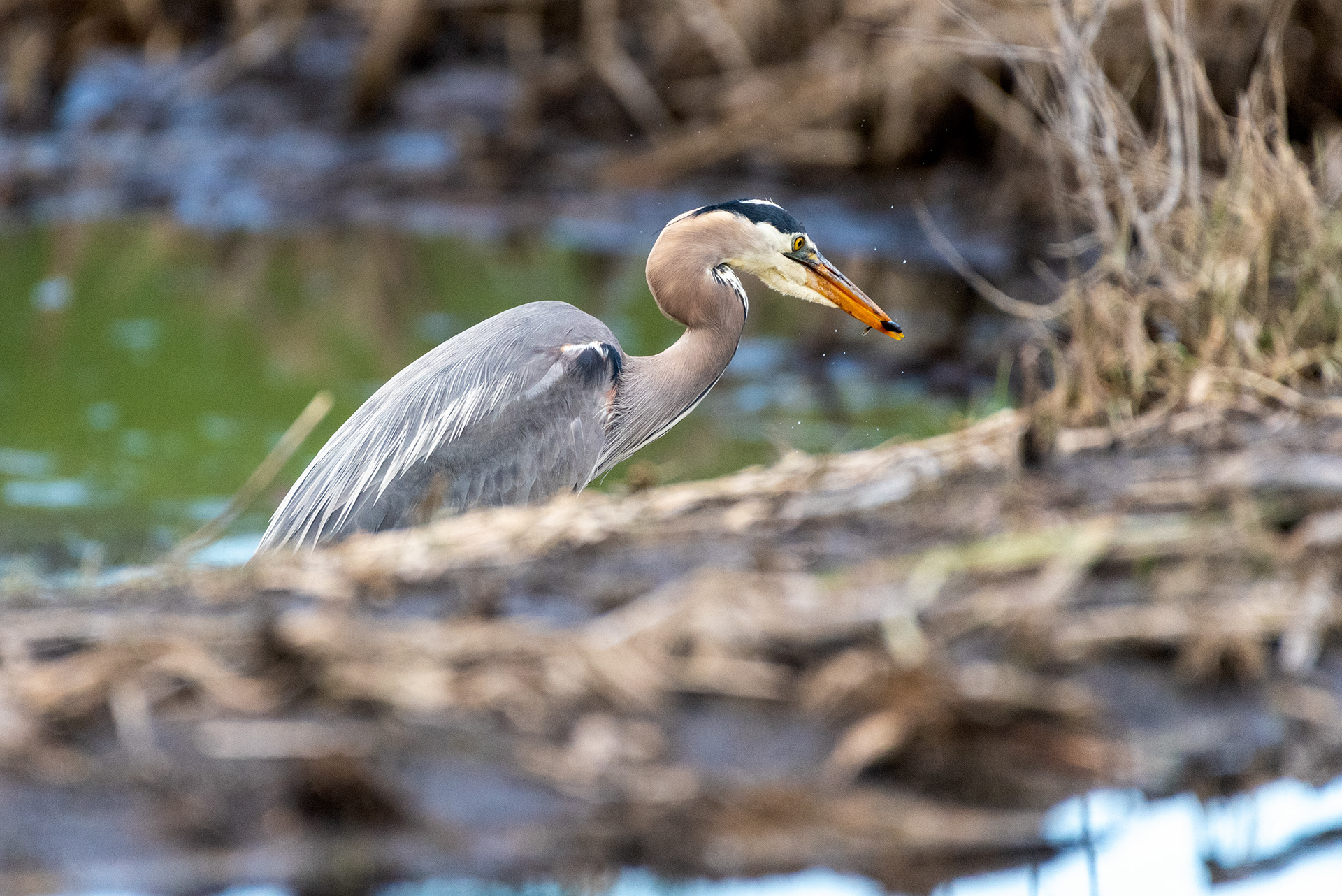 Great Blue Heron