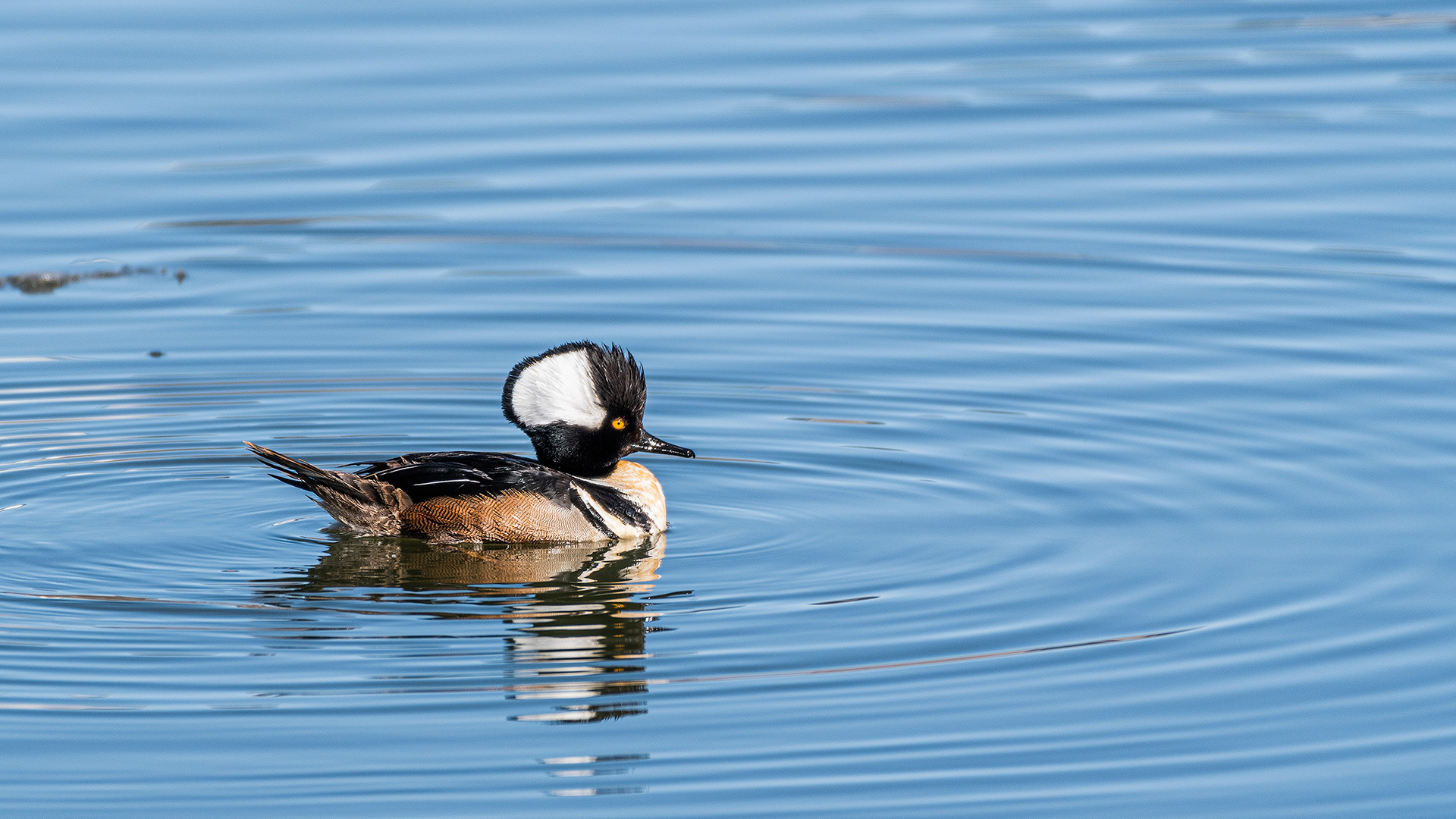 Hooded Merganser (male) at Bridlewood Wetlands Park, Calgary, Alberta