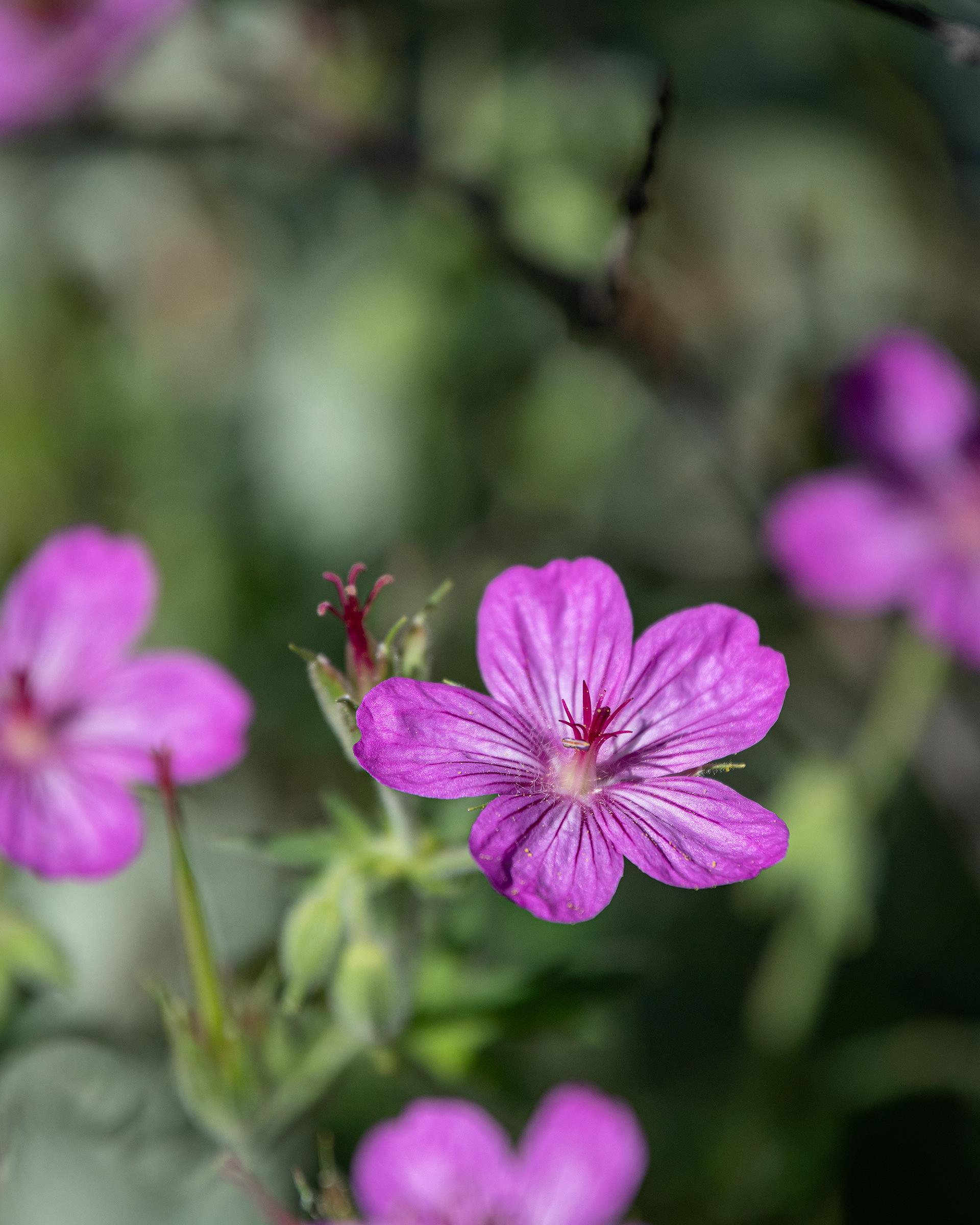 Flowers, Marshall Springs area, Fish Creek Provincial Park, Calgary, AB