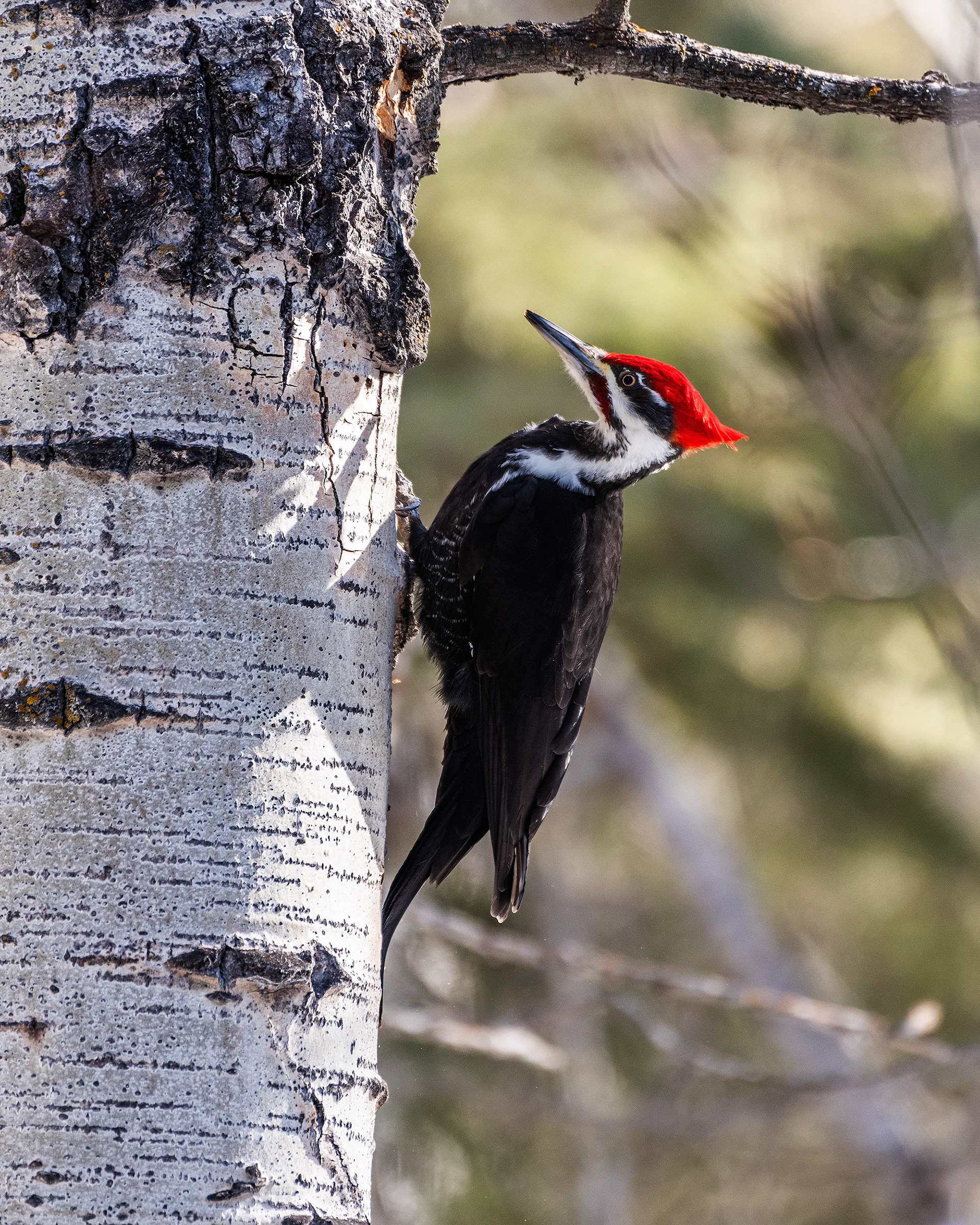 Pileated Woodpecker (male) near Marshall Springs in Fish Creek Provincial Park