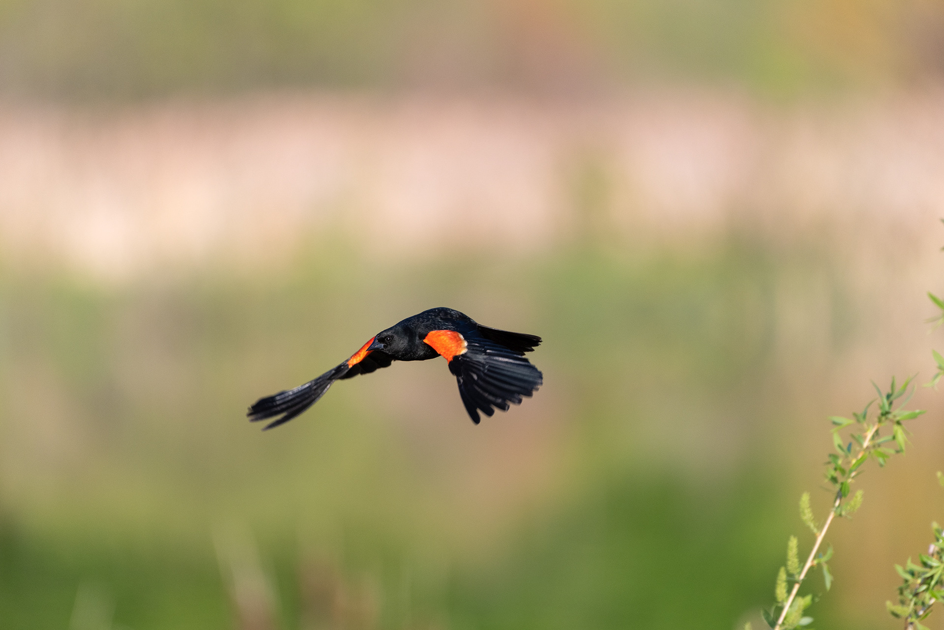 Red-winged Blackbird, Marshall Springs, Fish Creek Provincial Park, Calgary, Alberta