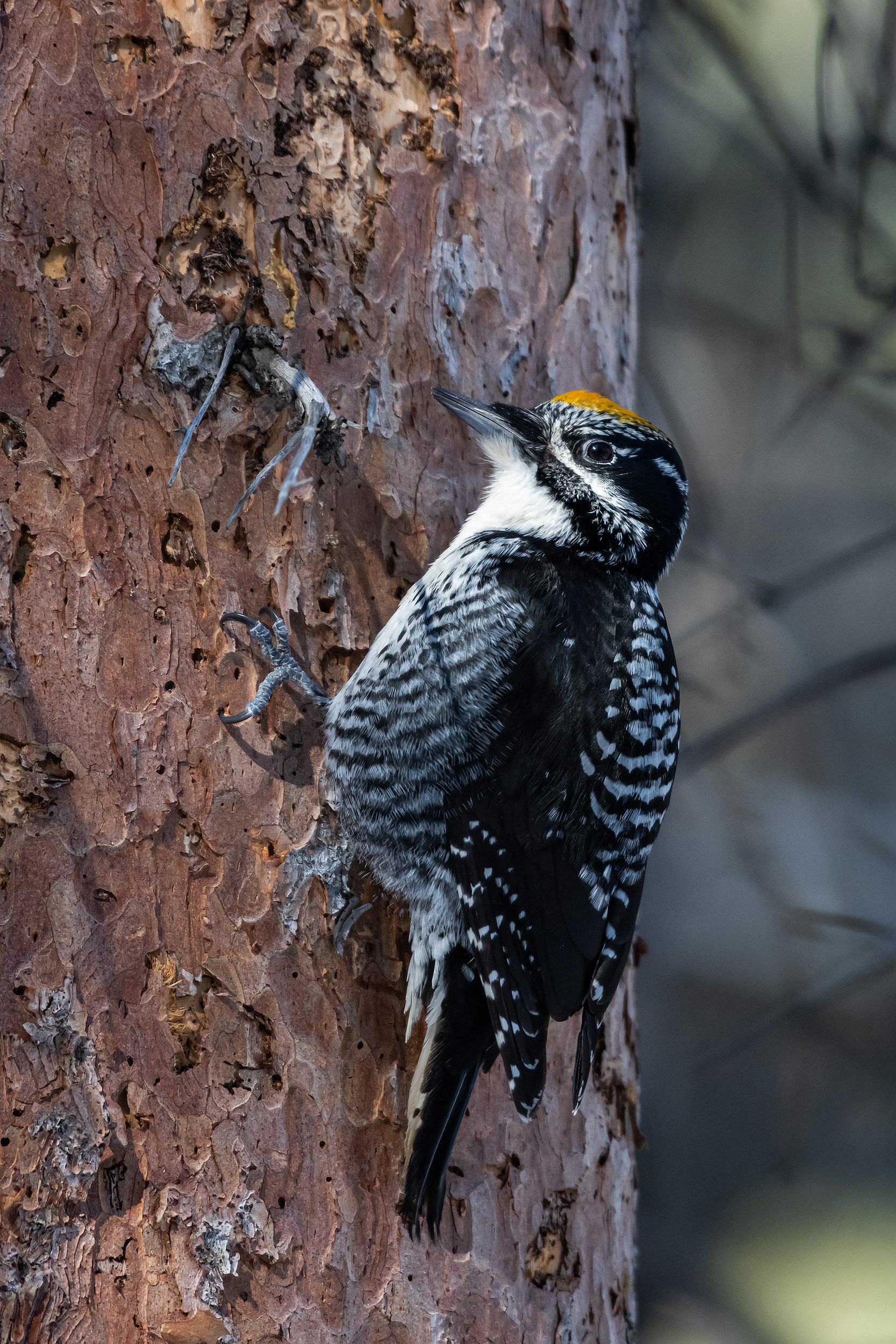 Three-toed Woodpecker (male), near the Marshall Springs area of Fish Creek Provincial Park, Calgary, AB