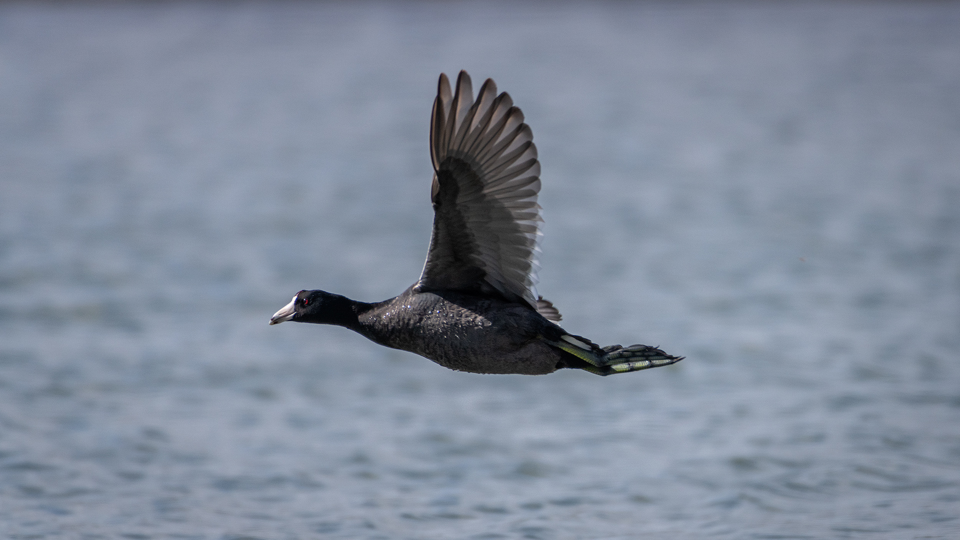 American Coot (in flight), Glenmore Reservoir, North Glenmore Park, Calgary, AB