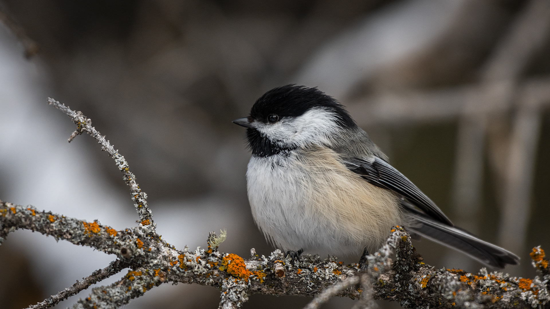Black-capped Chickadee, near the Marshall Springs area of Fish Creek Provincial Park, Calgary, AB