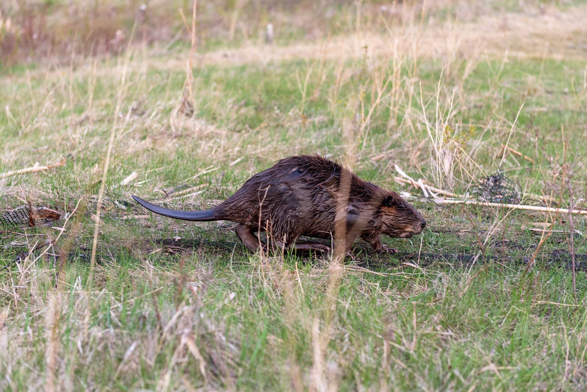 beaver, Marshall Springs, Fish Creek Provincial Park, Calgary, Alberta