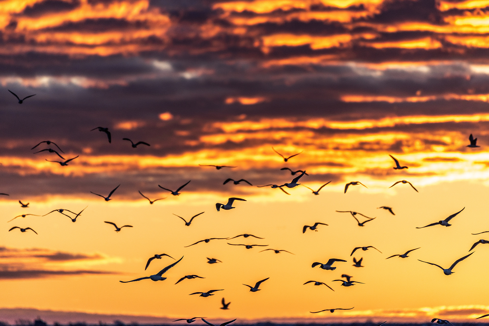 Various Gulls and Ducks in flight during a colorful sunrise at Frank Lake, Alberta