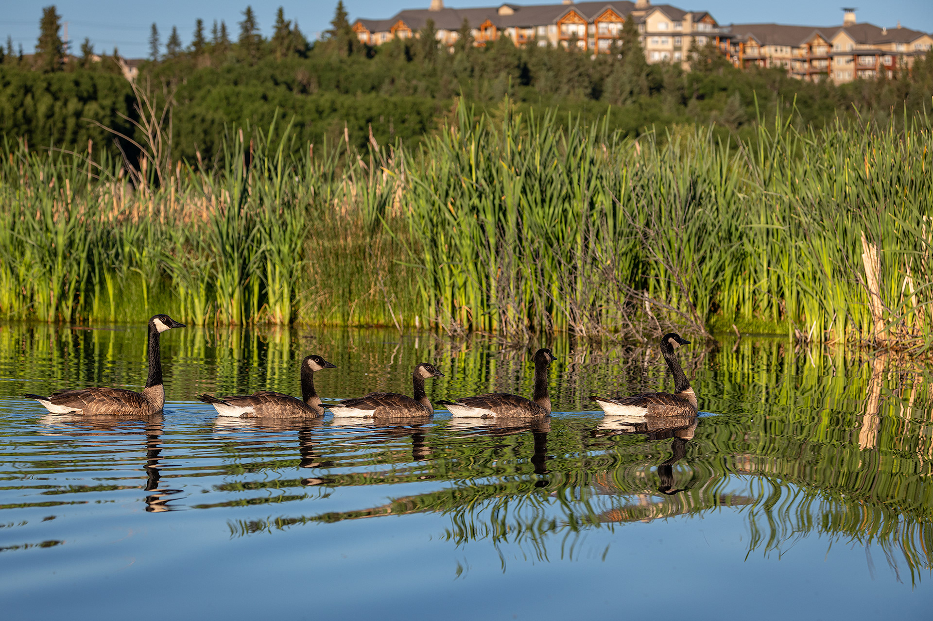 Canada Goose family, Marshall Springs ponds, Fish Creek Provincial Park, Calgary, AB