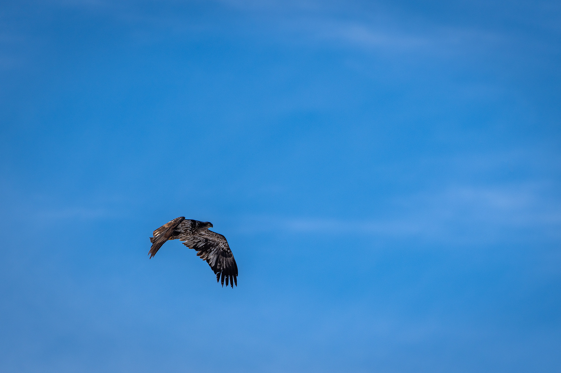 Bald Eagle (immature) in flight - Bow River, Refinery Park, Calgary, AB