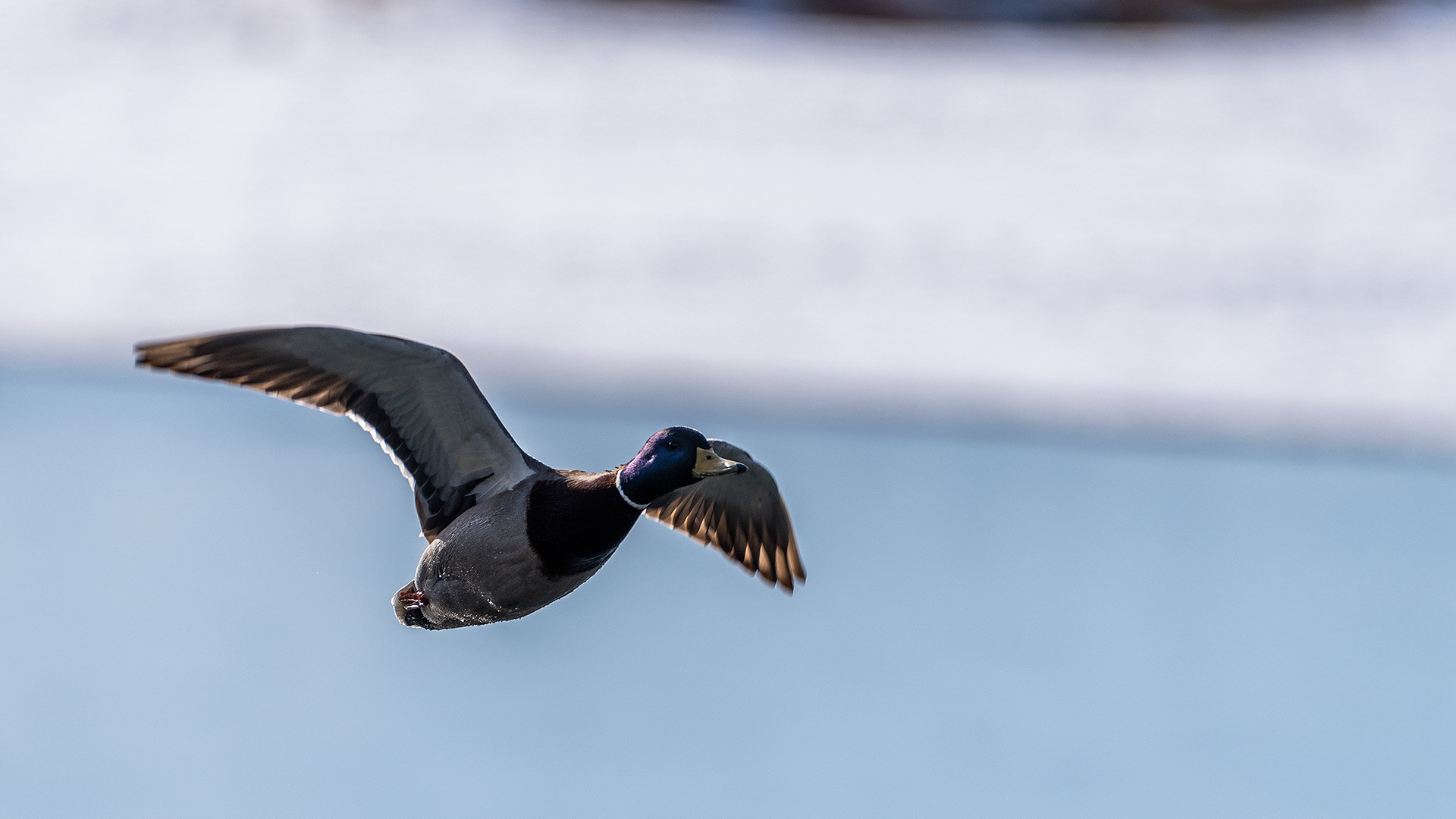 Mallard (male, in flight) near Carburn Park, Calgary, AB