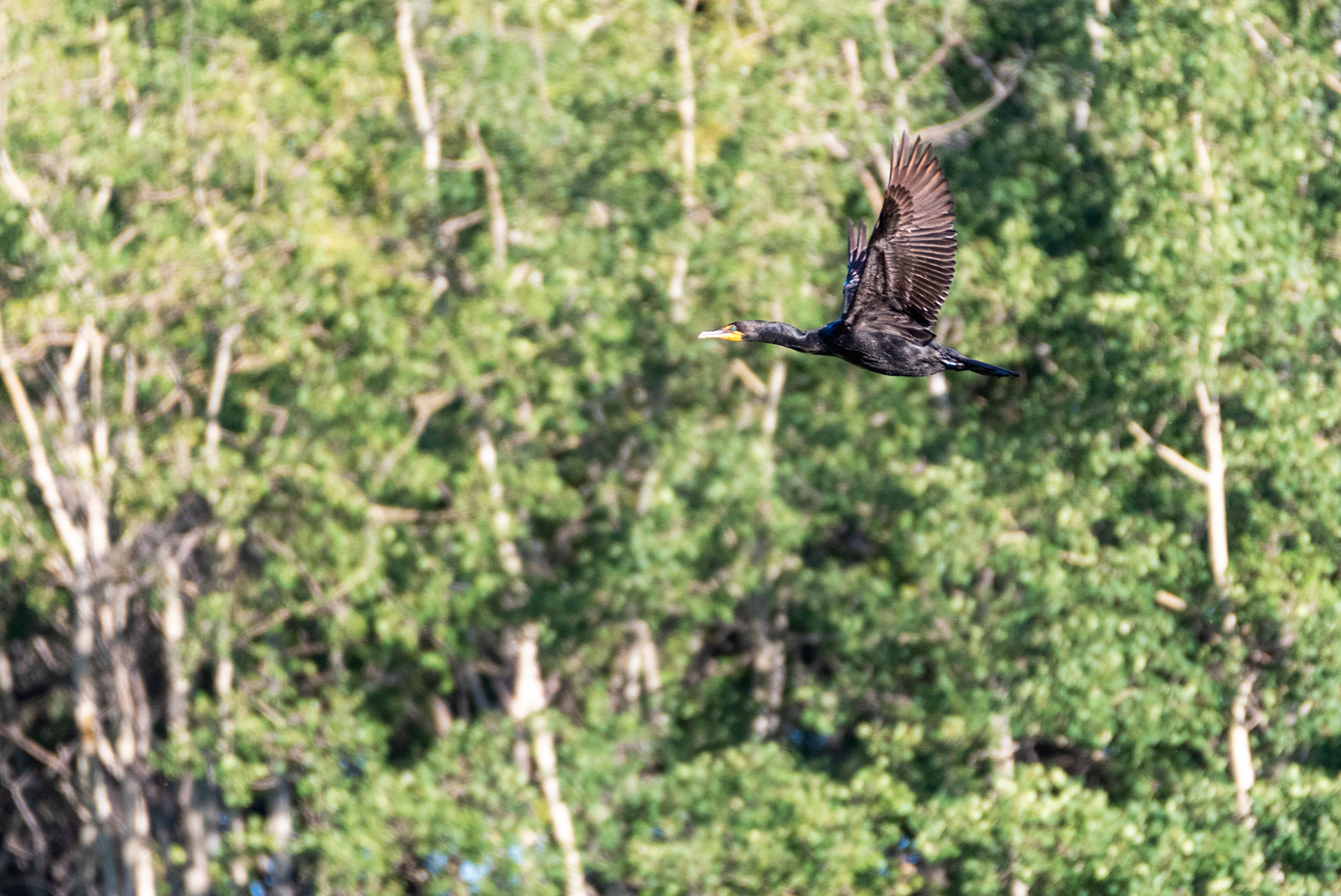 Double-crested Cormorant in flight