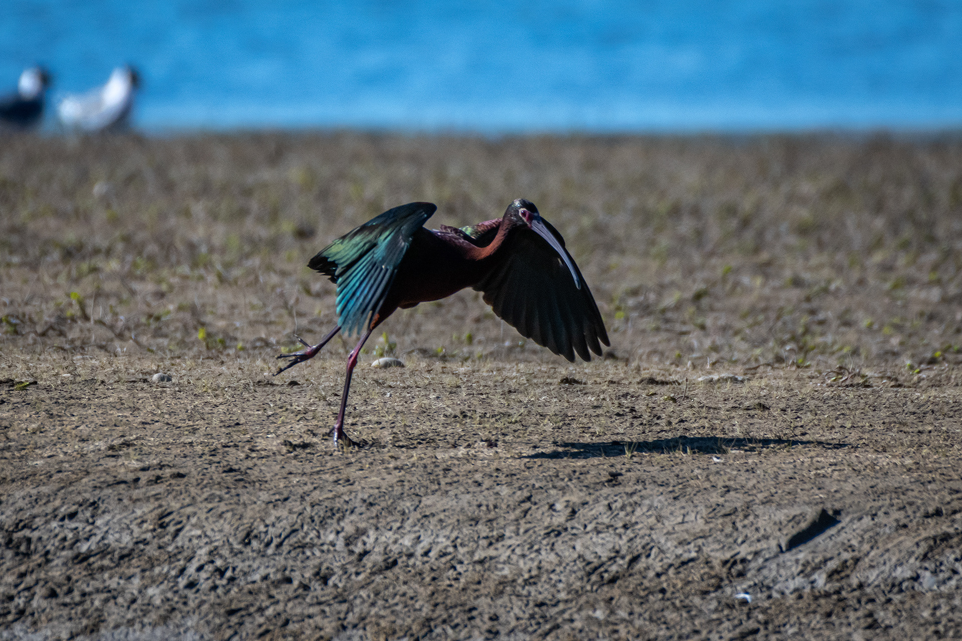White-faced Ibis, Glenmore Reservoir, North Glenmore Park, Calgary, AB