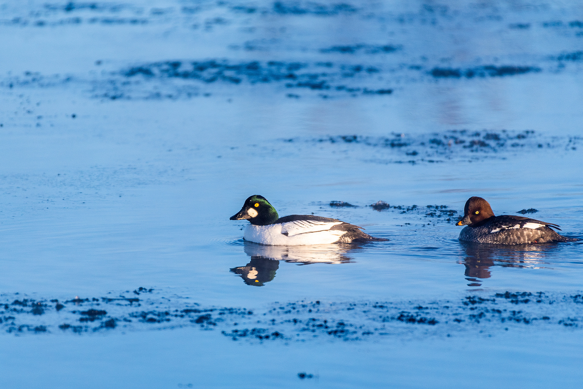 Common Goldeneye pair on the Bow River in the Mallard Point area of Fish Creek Provincial Park