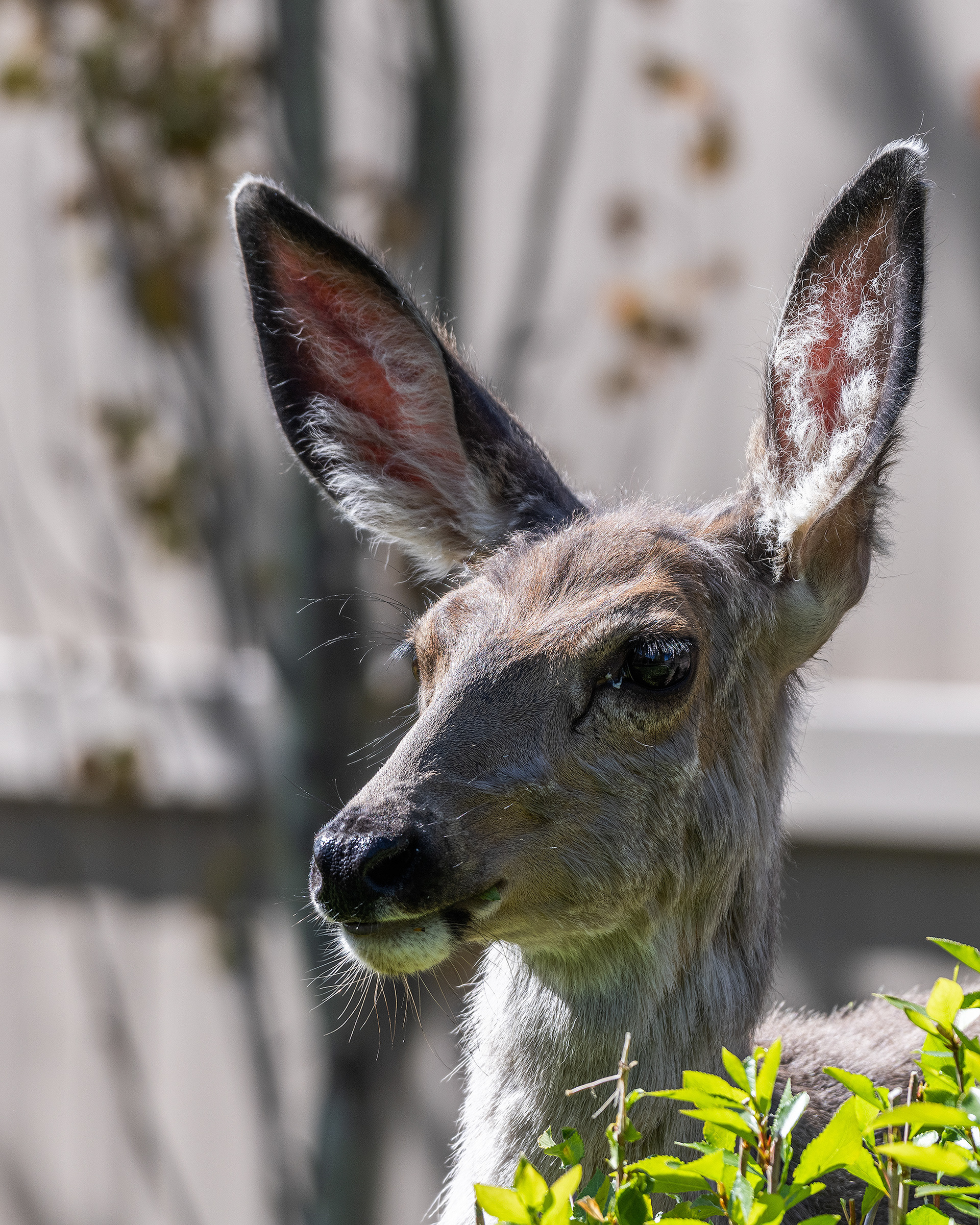 Mule Deer in the back yard, Bridlewood, Calgary, Alberta
