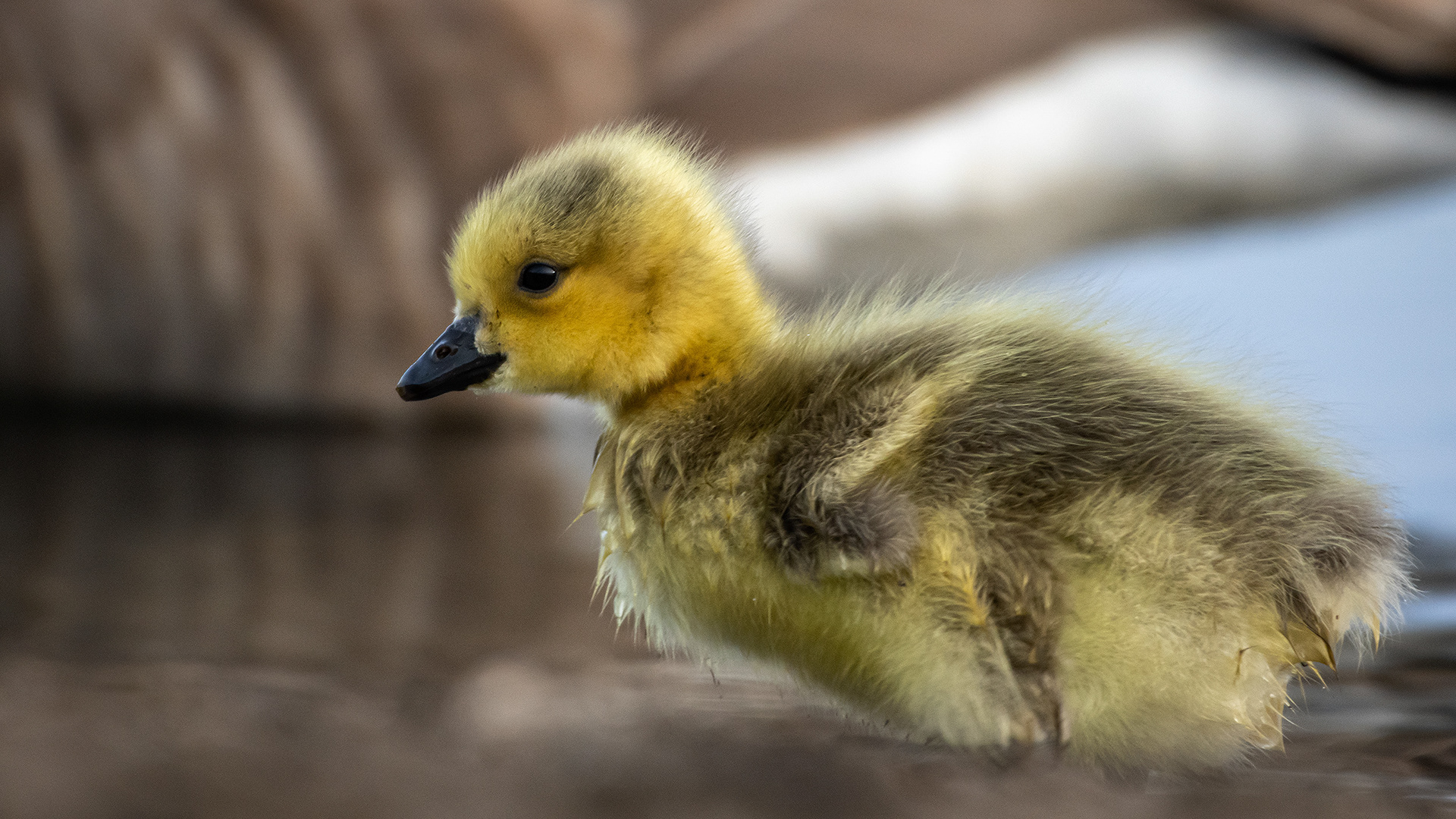 Canada Goose gosling, Glenmore Reservoir, North Glenmore Park, Calgary, AB