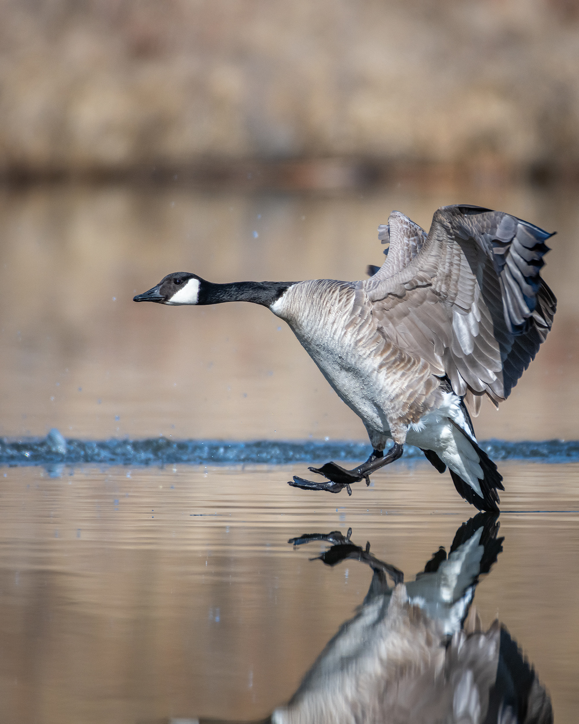 Canada Goose (in flight), Marshall Springs, Fish Creek Provincial Park, Calgary, AB