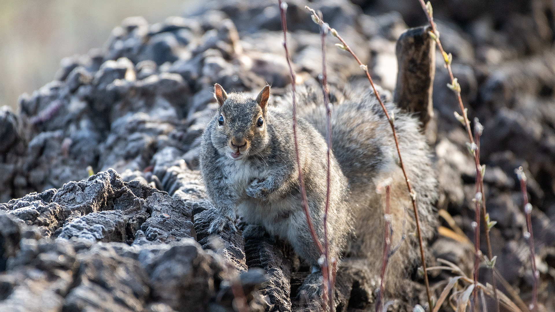 Squirrel, Inglewood Bird Sanctuary & Nature Centre, Calgary, Alberta
