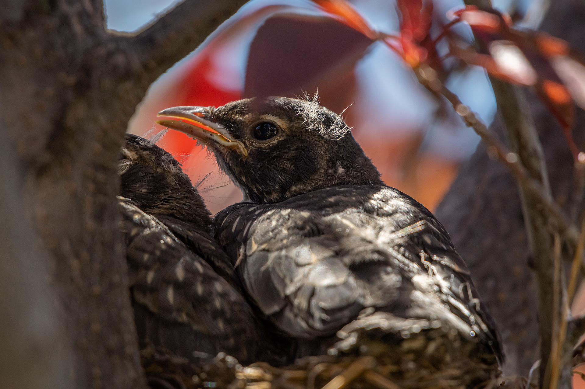 American Robin chick, Bridlewood, Calgary, AB