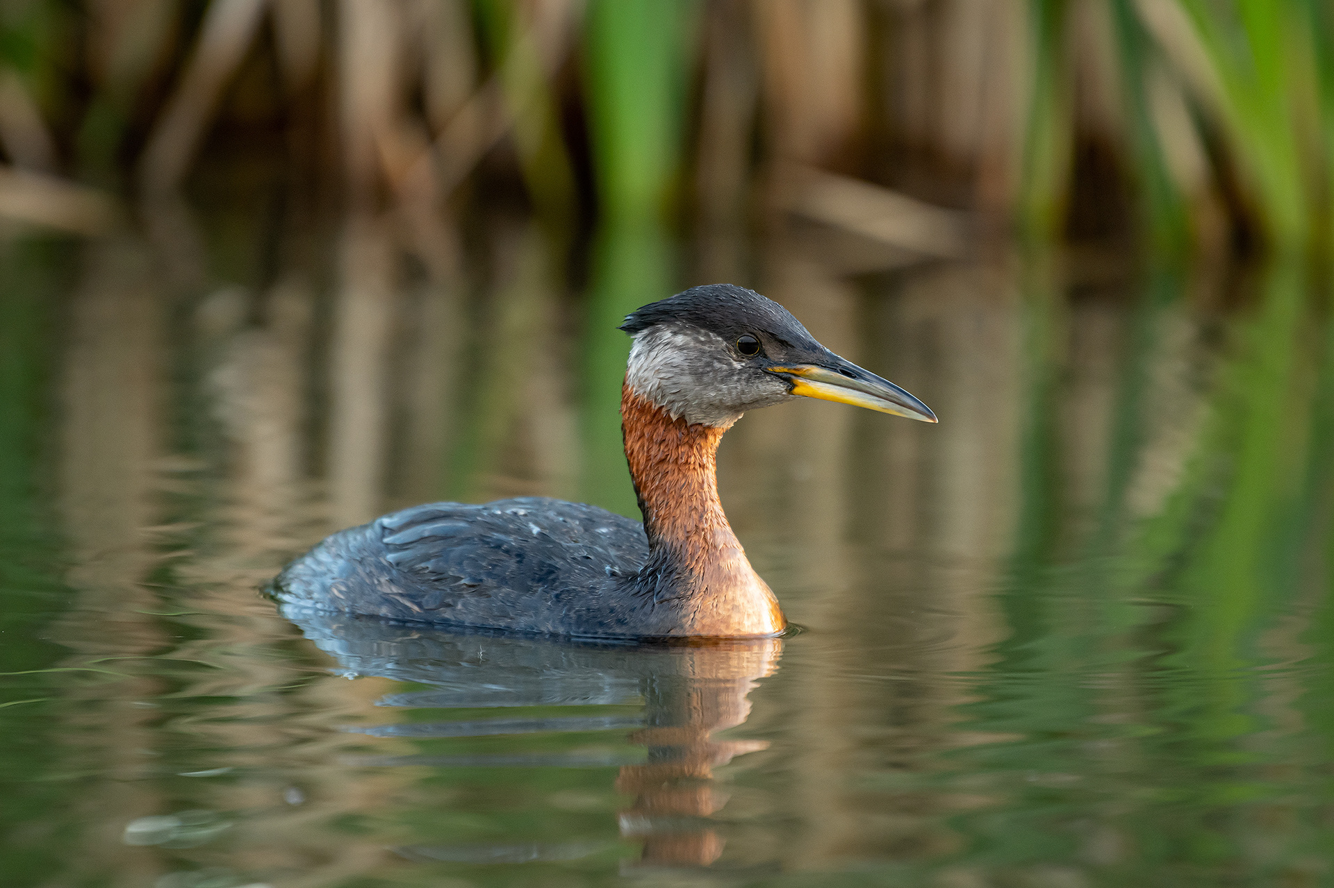 Red-necked Grebe, Marshall Springs ponds, Fish Creek Provincial Park, Calgary, AB