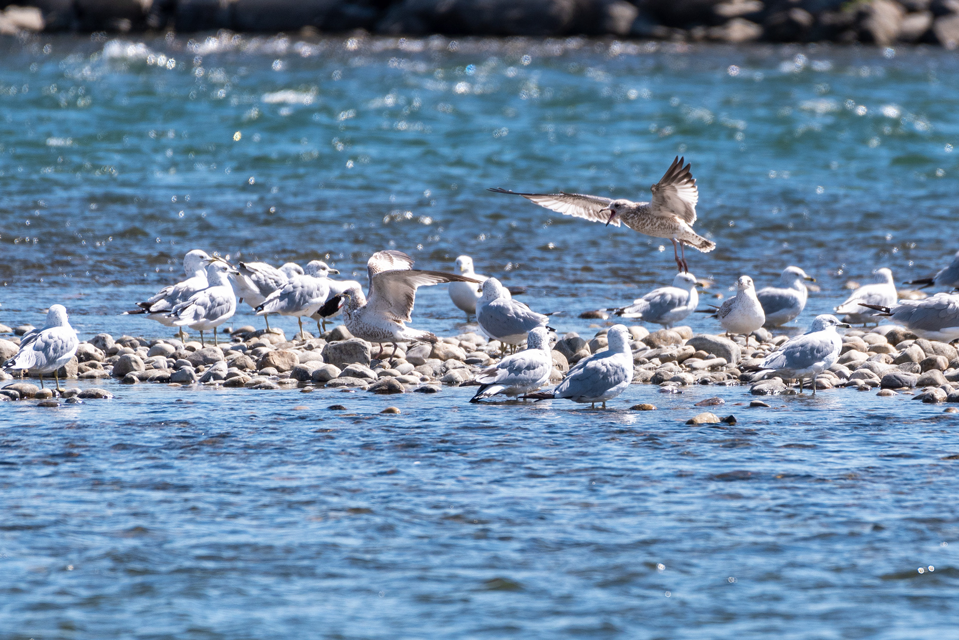 Gulls