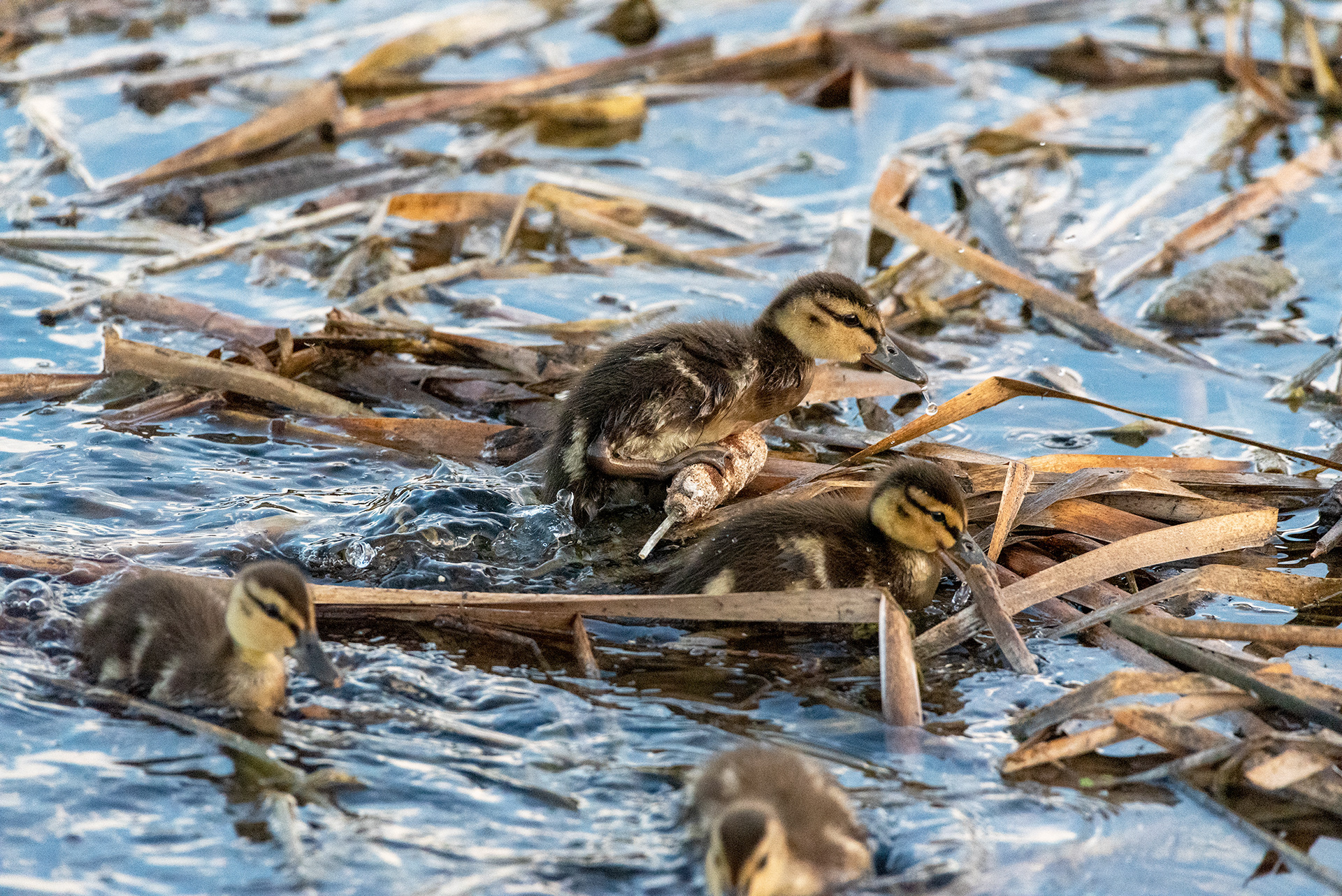 Mallard ducklings, Marshall Springs, Fish Creek Provincial Park, Calgary, Alberta