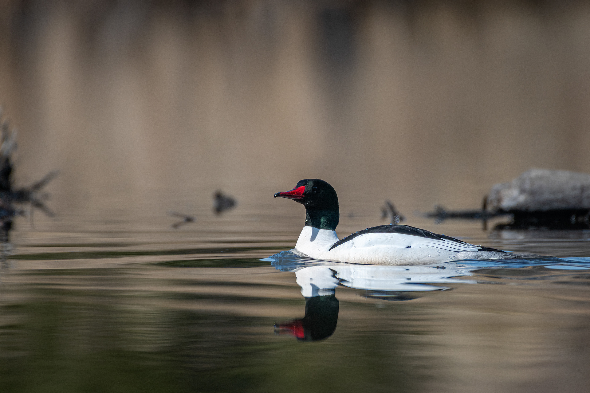 Common Merganser (male), Marshall Springs, Fish Creek Provincial Park, Calgary, AB