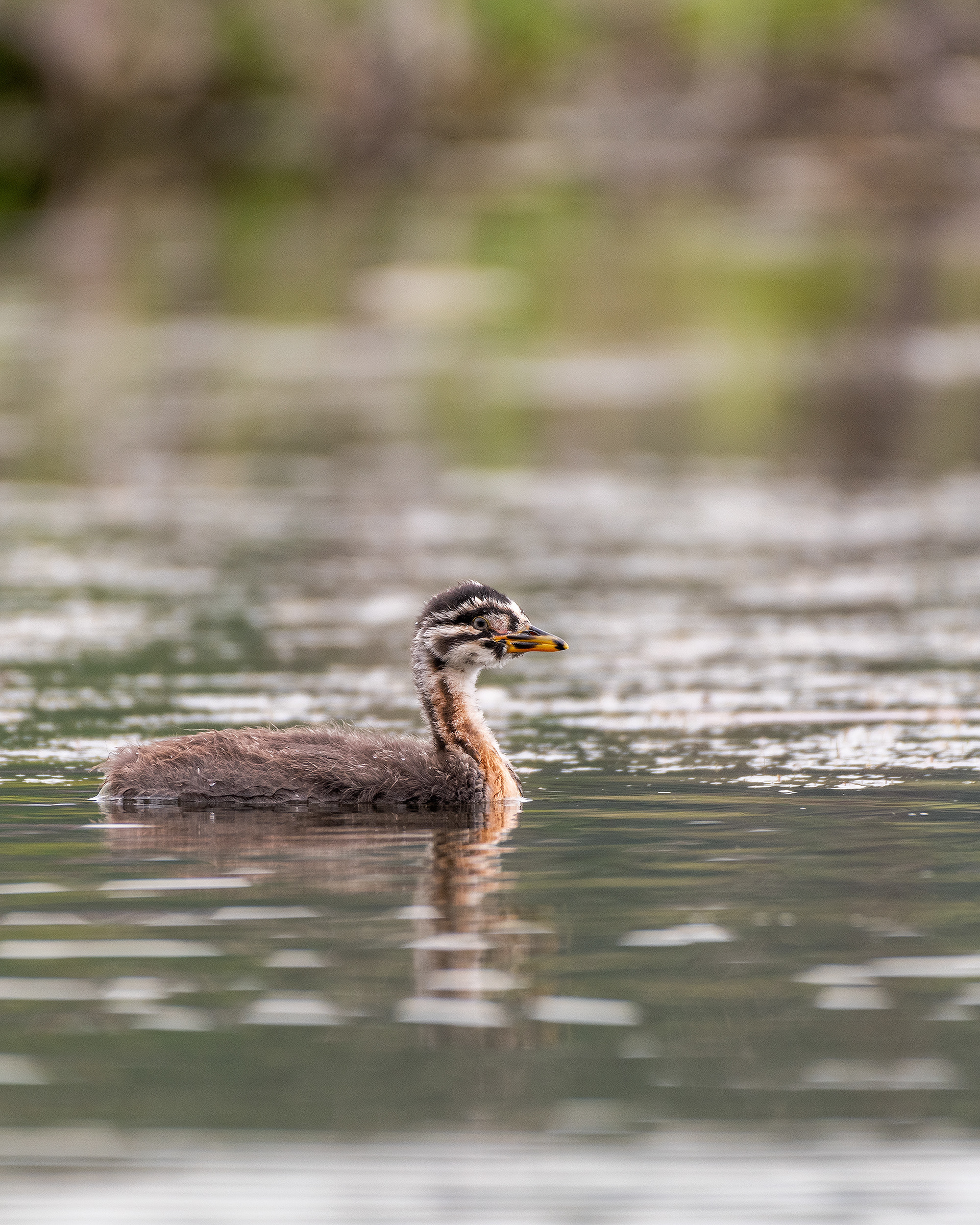 Red-necked Grebe (immature), Marshall Springs - Fish Creek Prov. Park, Calgary, AB
