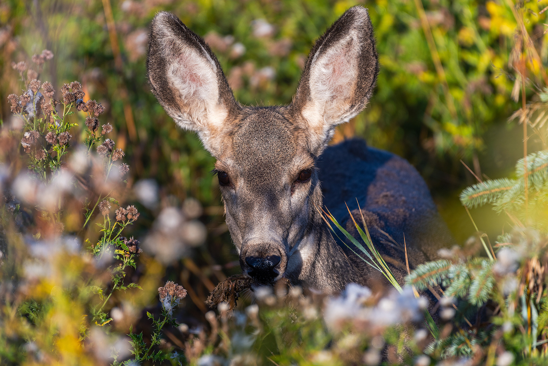 Mule deer at the Marshall Springs ponds in Fish Creek Provincial Park