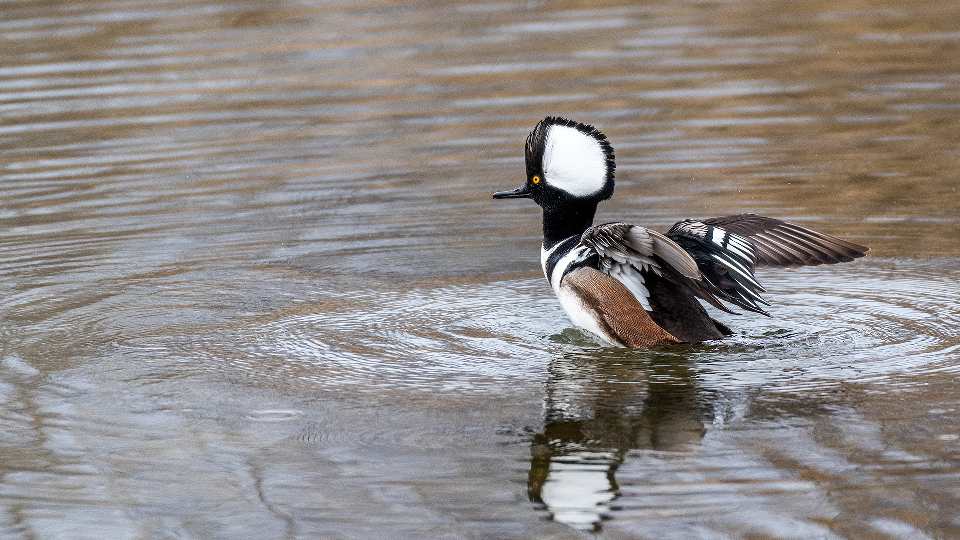Hooded Merganser (male) at the Inglewood Bird Sanctuary & Nature Centre, Calgary, Alberta