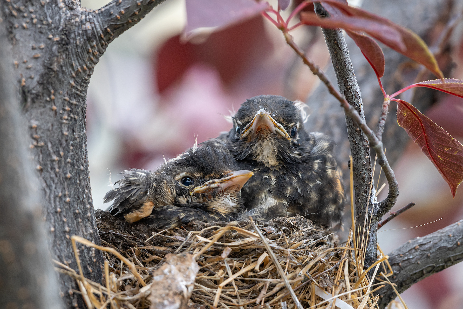 American Robin chicks, Bridlewood, Calgary, AB