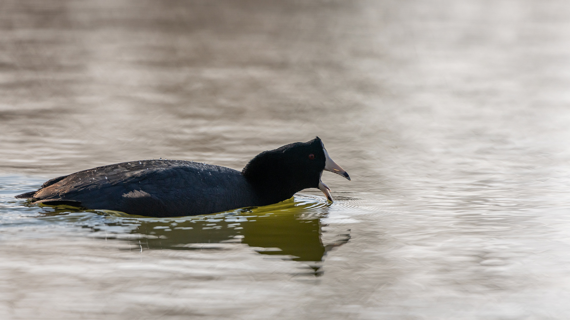 American Coot, Bridlewood Wetlands Park, Calgary, AB