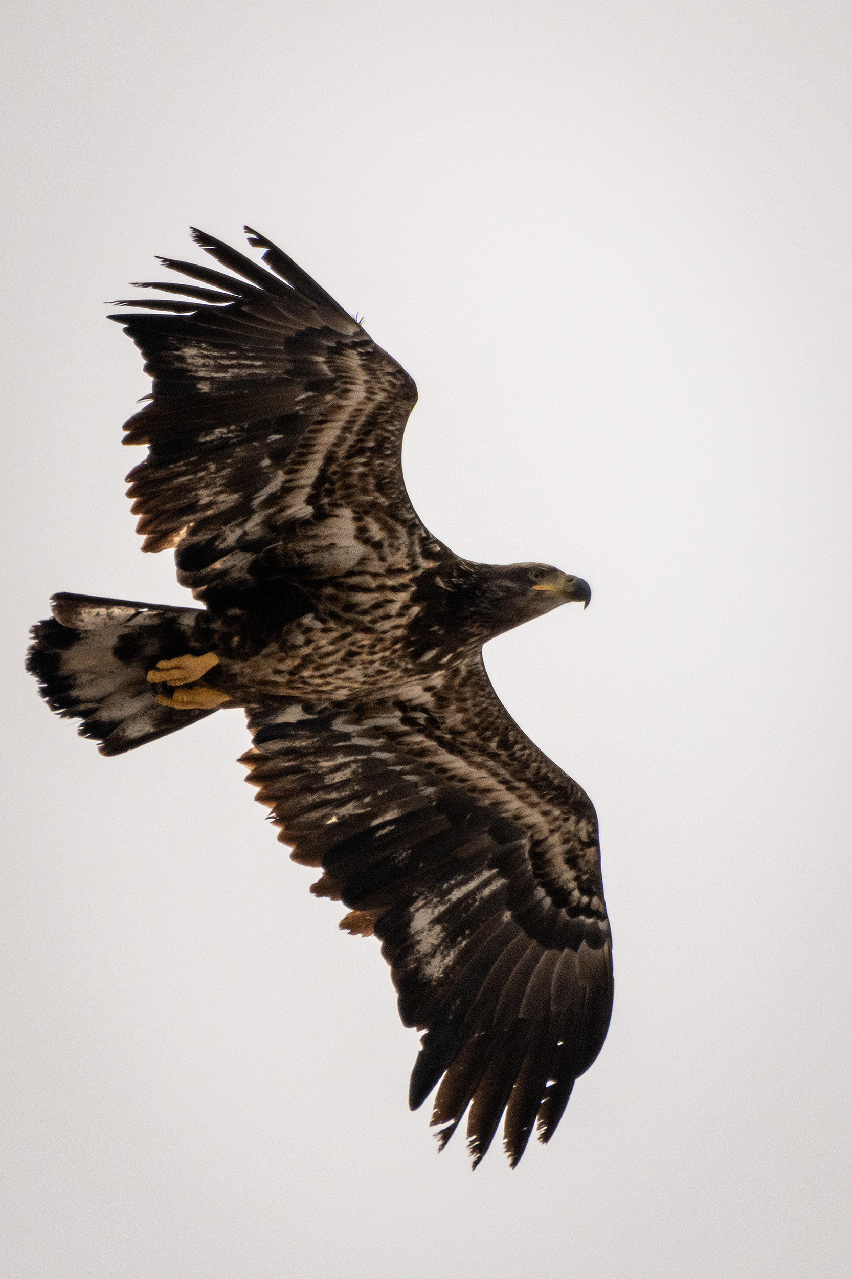 Bald Eagle (immature) in flight - Southview Off Leash Dog Park, Calgary, AB