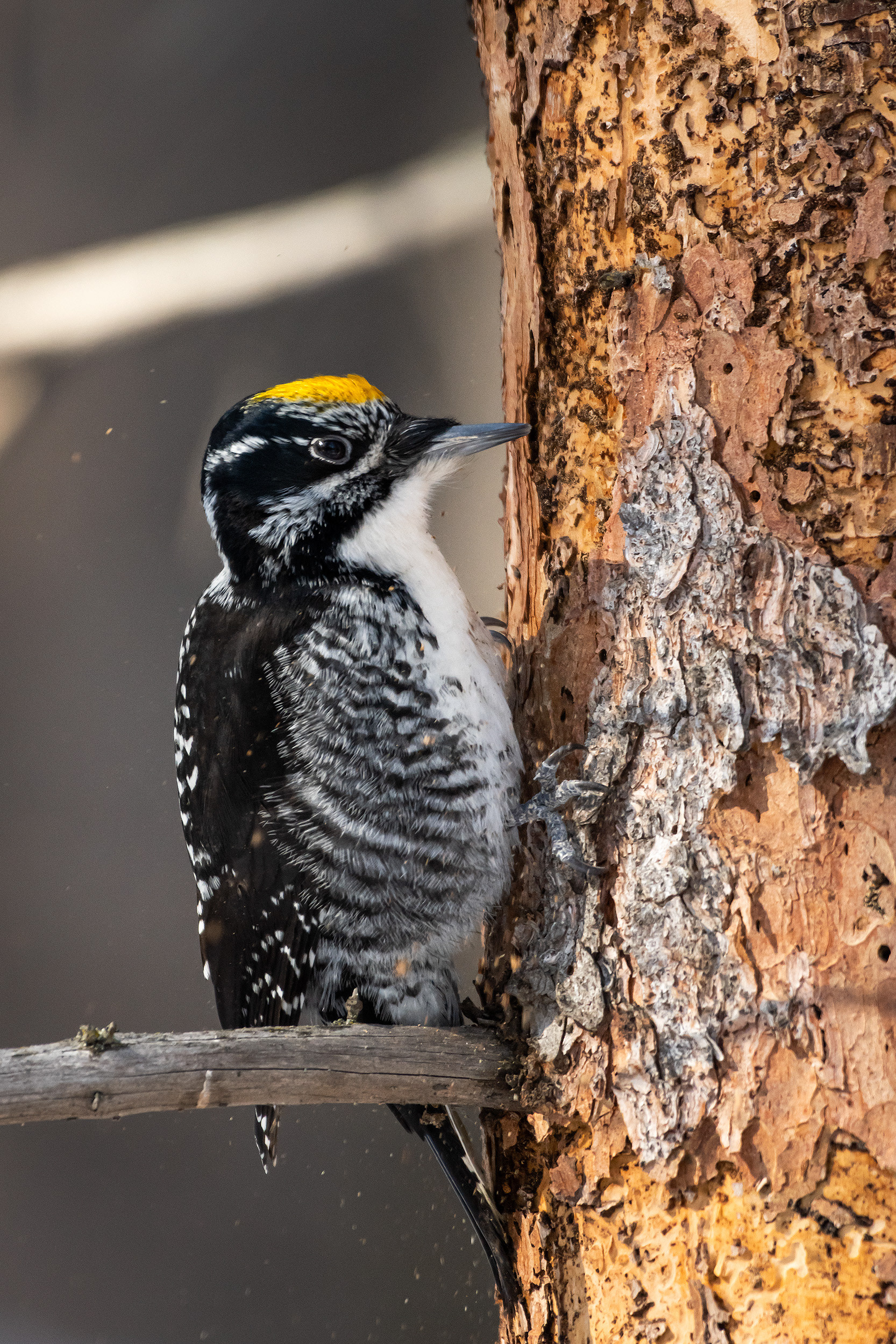 Three-toed Woodpecker (male), near the Marshall Springs area of Fish Creek Provincial Park, Calgary, AB
