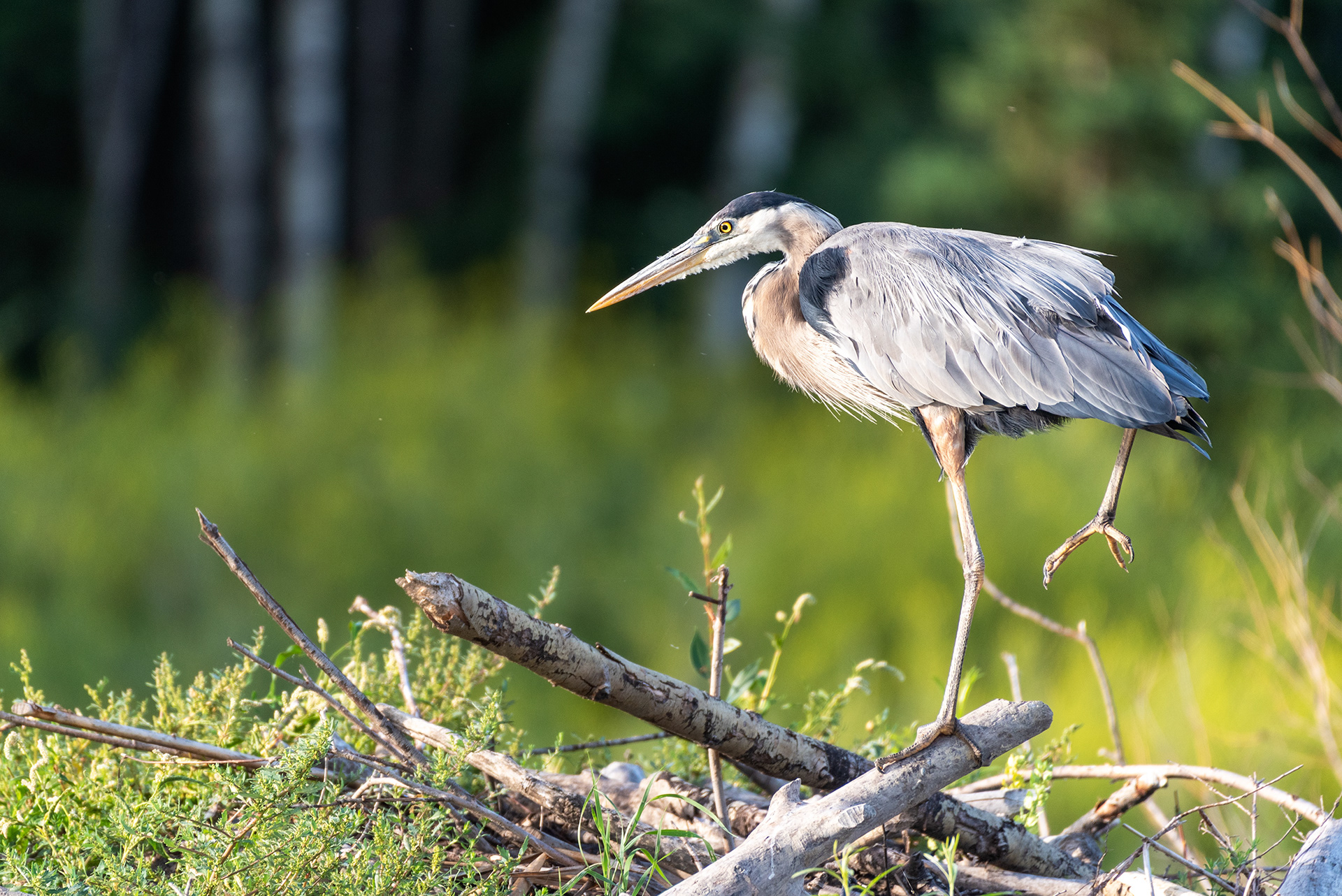 Great Blue Heron