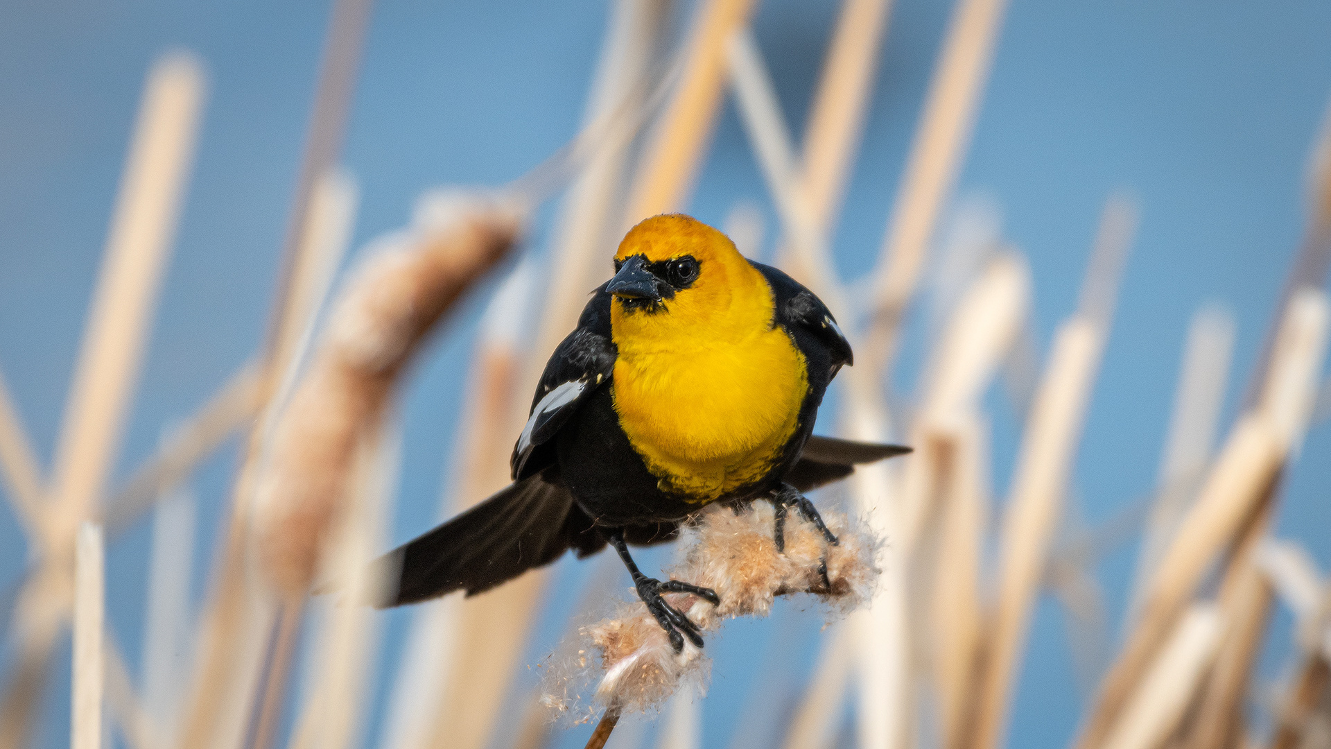 Yellow-headed Blackbird (male), Bridlewood Wetlands Park, Calgary, AB