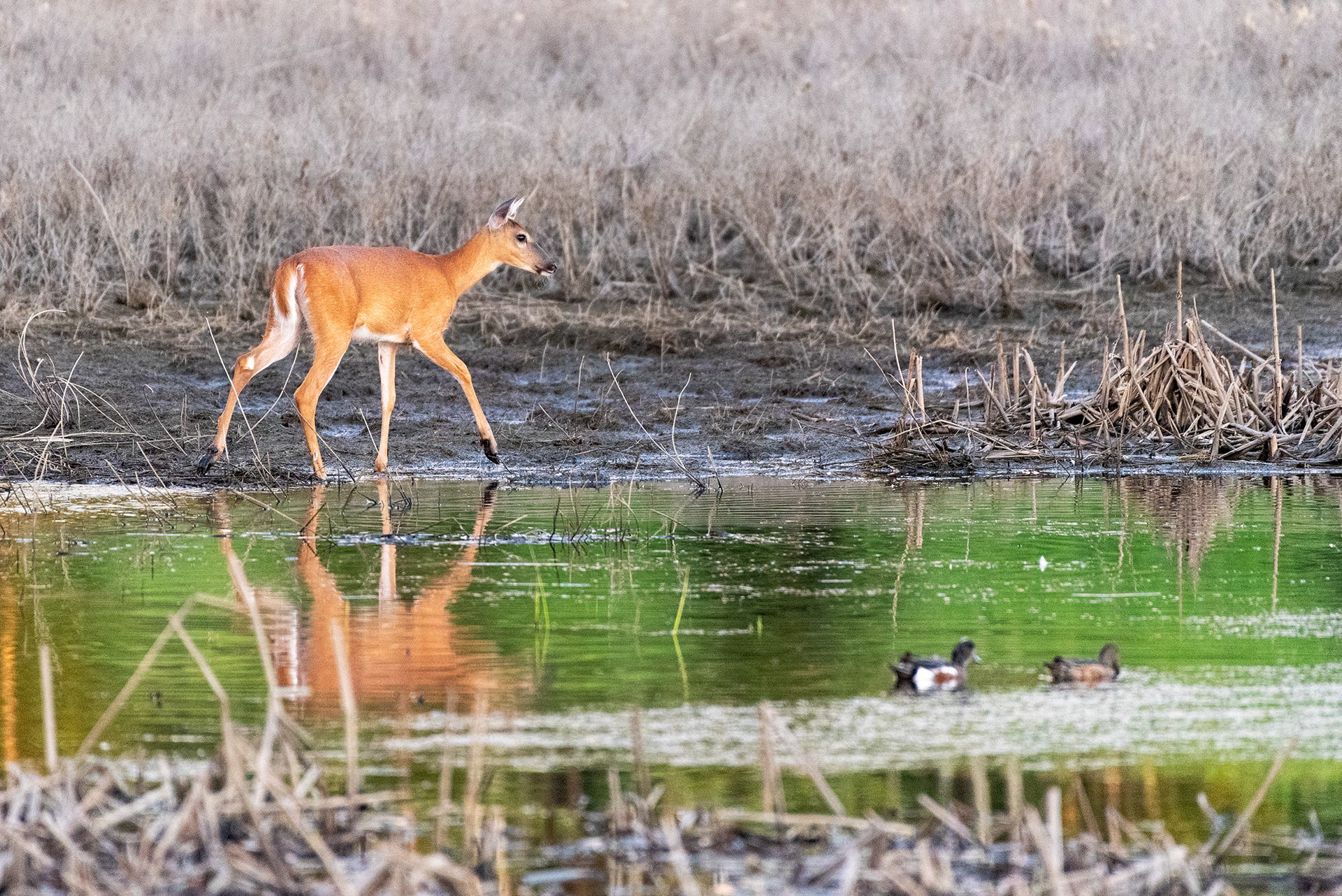 Deer, ducks